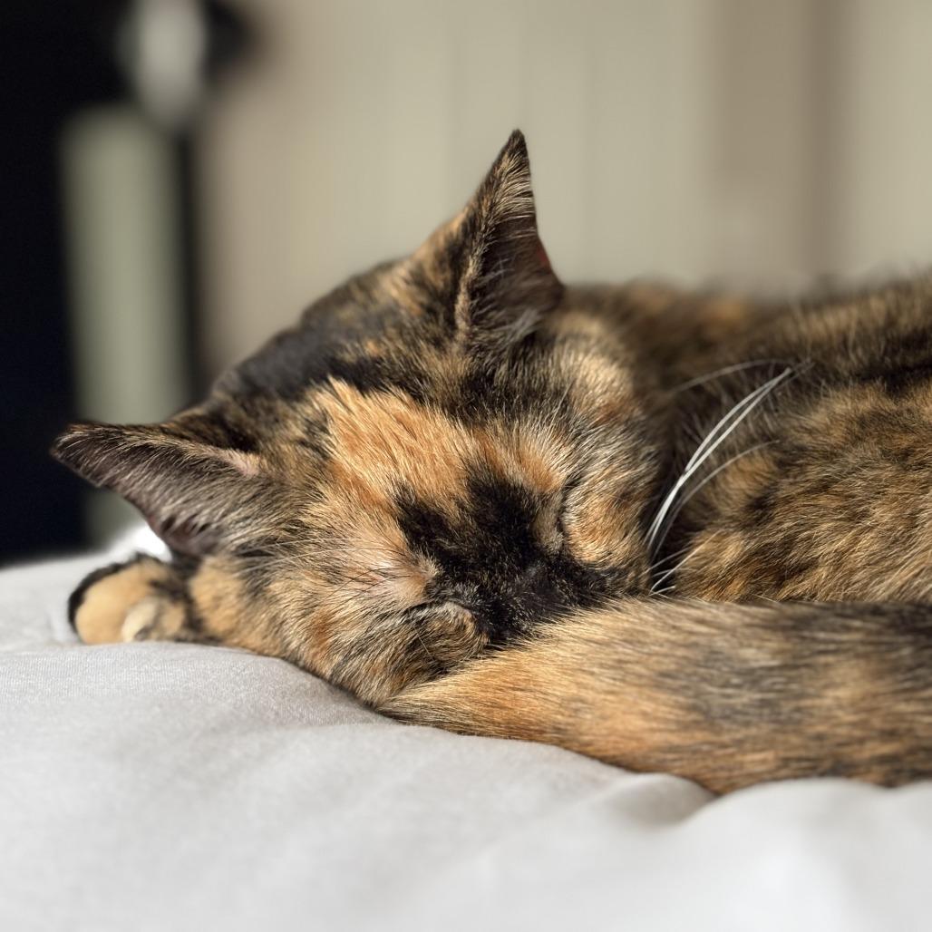 Midge, a Adoptable Domestic Short Hair in Fairfax Station, VA image 2/6