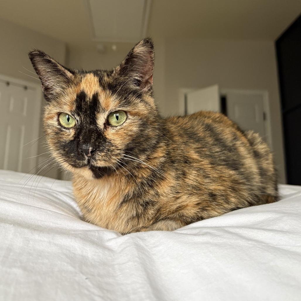 Midge, a Adoptable Domestic Short Hair in Fairfax Station, VA image 3/6