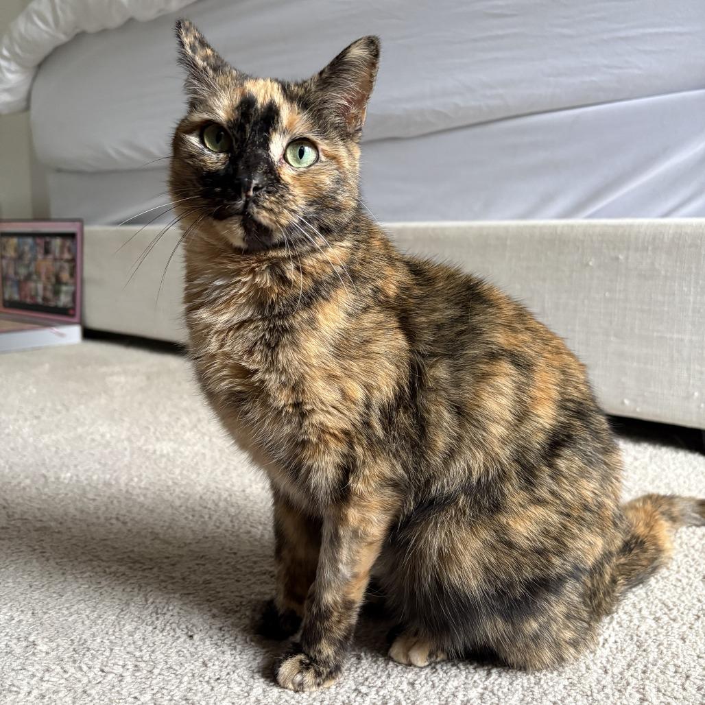 Midge, a Adoptable Domestic Short Hair in Fairfax Station, VA image 4/6