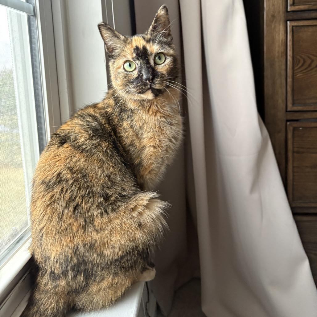 Midge, a Adoptable Domestic Short Hair in Fairfax Station, VA image 5/6