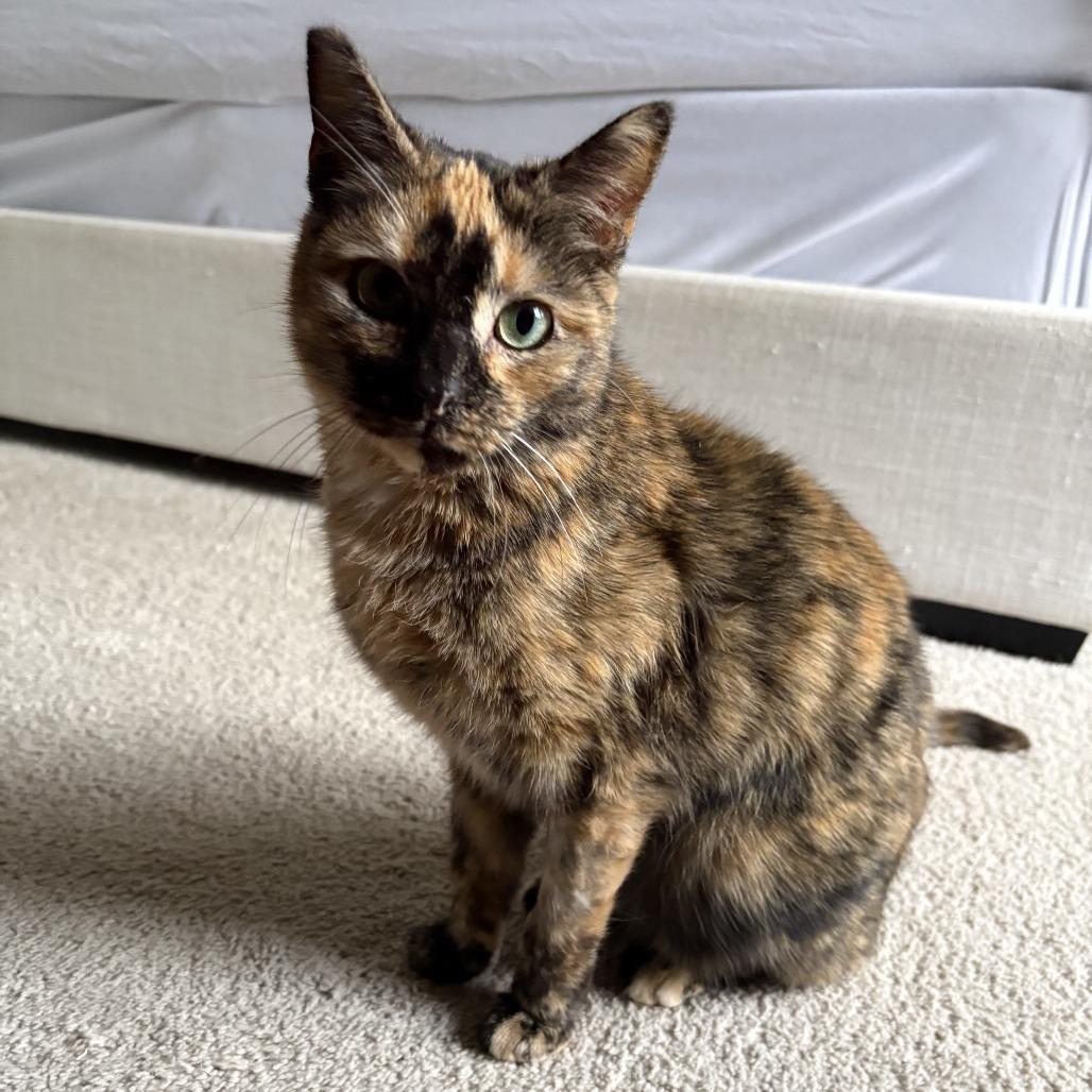 Midge, a Adoptable Domestic Short Hair in Fairfax Station, VA image 6/6