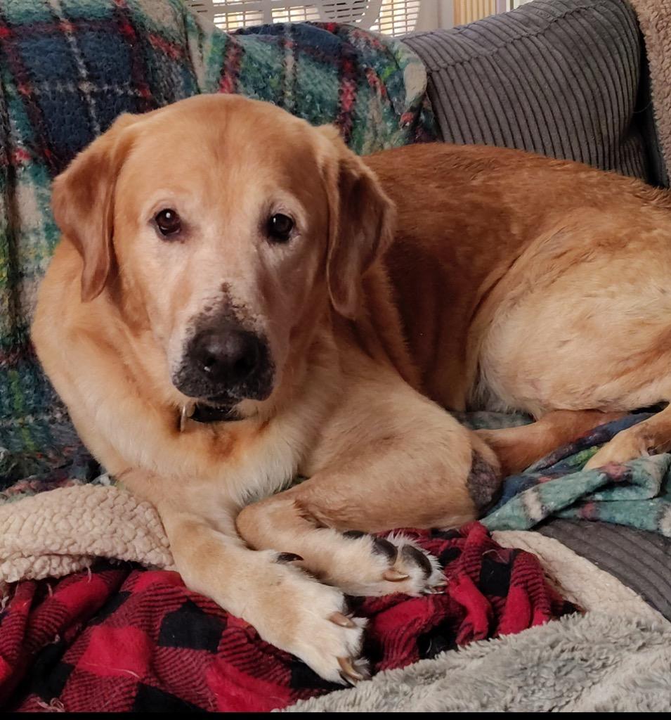 Jerrico, Adoptable, Adult Male Yellow Labrador Retriever.