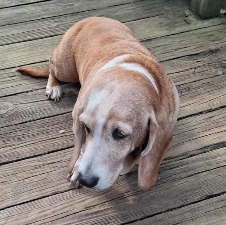 Daisy, a Adoptable Basset Hound in Knoxville, TN image 1/2