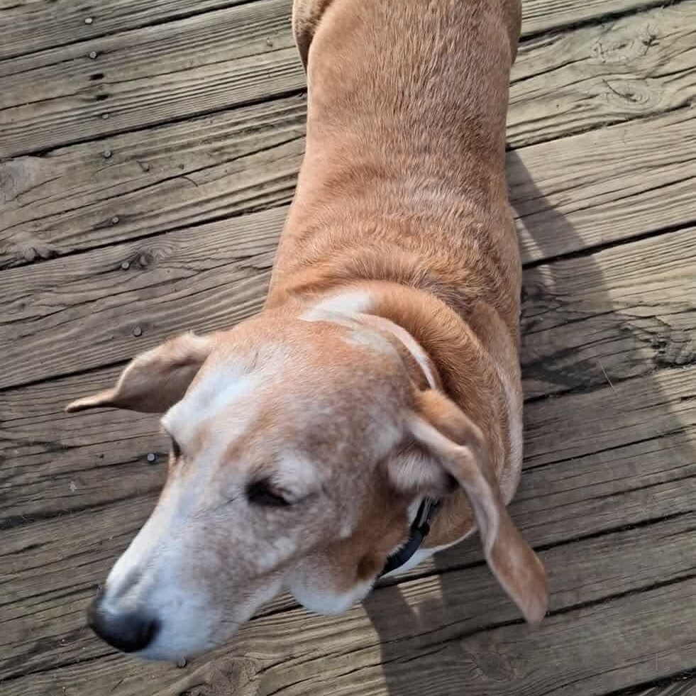 Daisy, a Adoptable Basset Hound in Knoxville, TN image 2/2