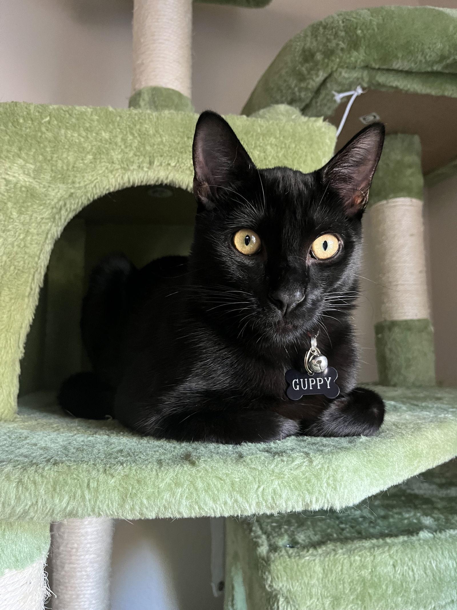 Guppy, Adoptable, Kitten Male Domestic Short Hair & Domestic Medium Hair.