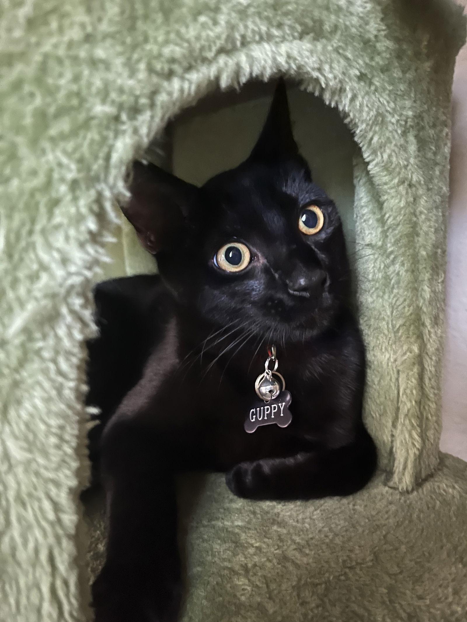 Guppy — thumbnail 2