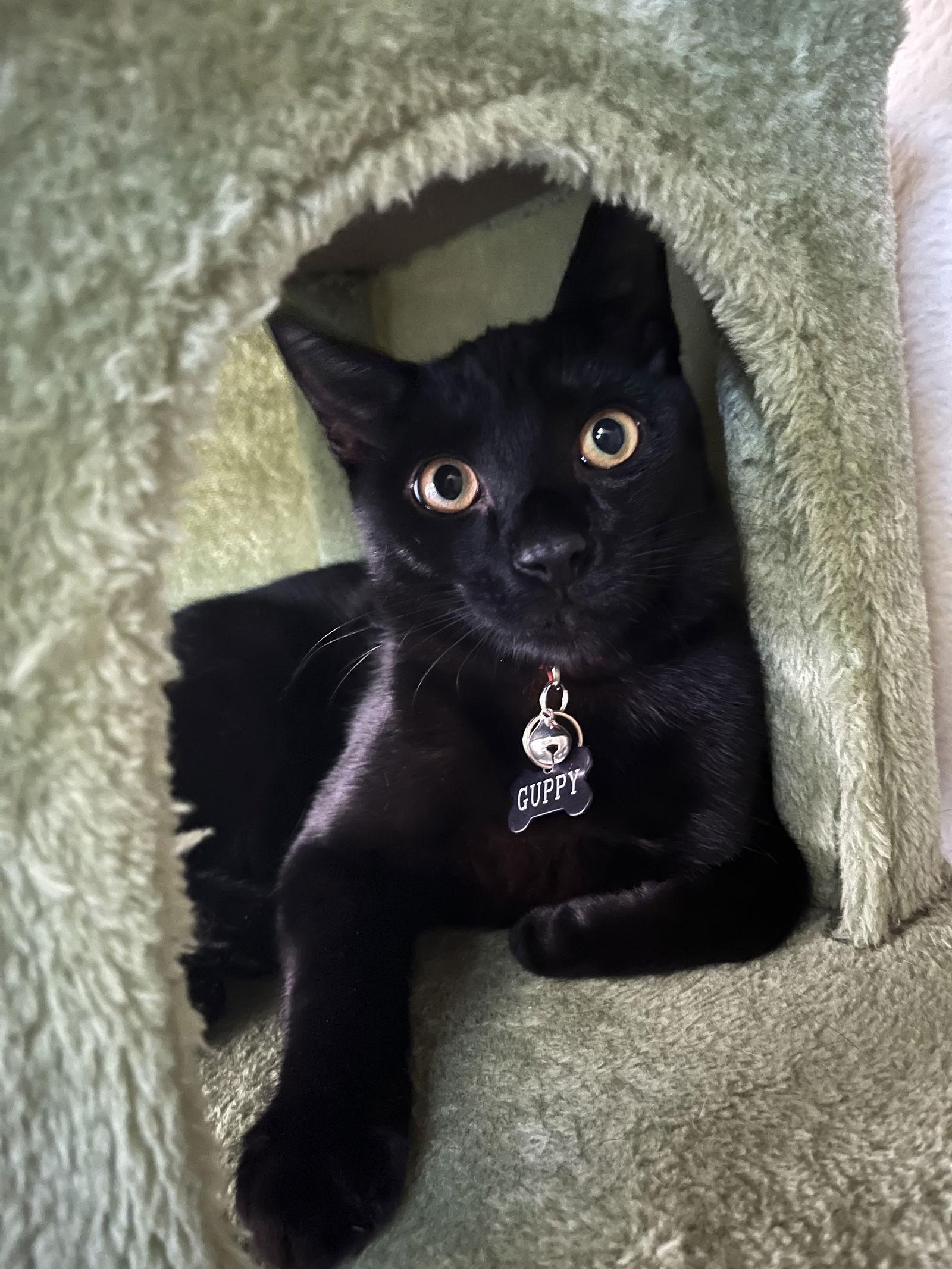 Enlarge Guppy, a Adoptable mixed breed in Santa Clara, CA image 3/3