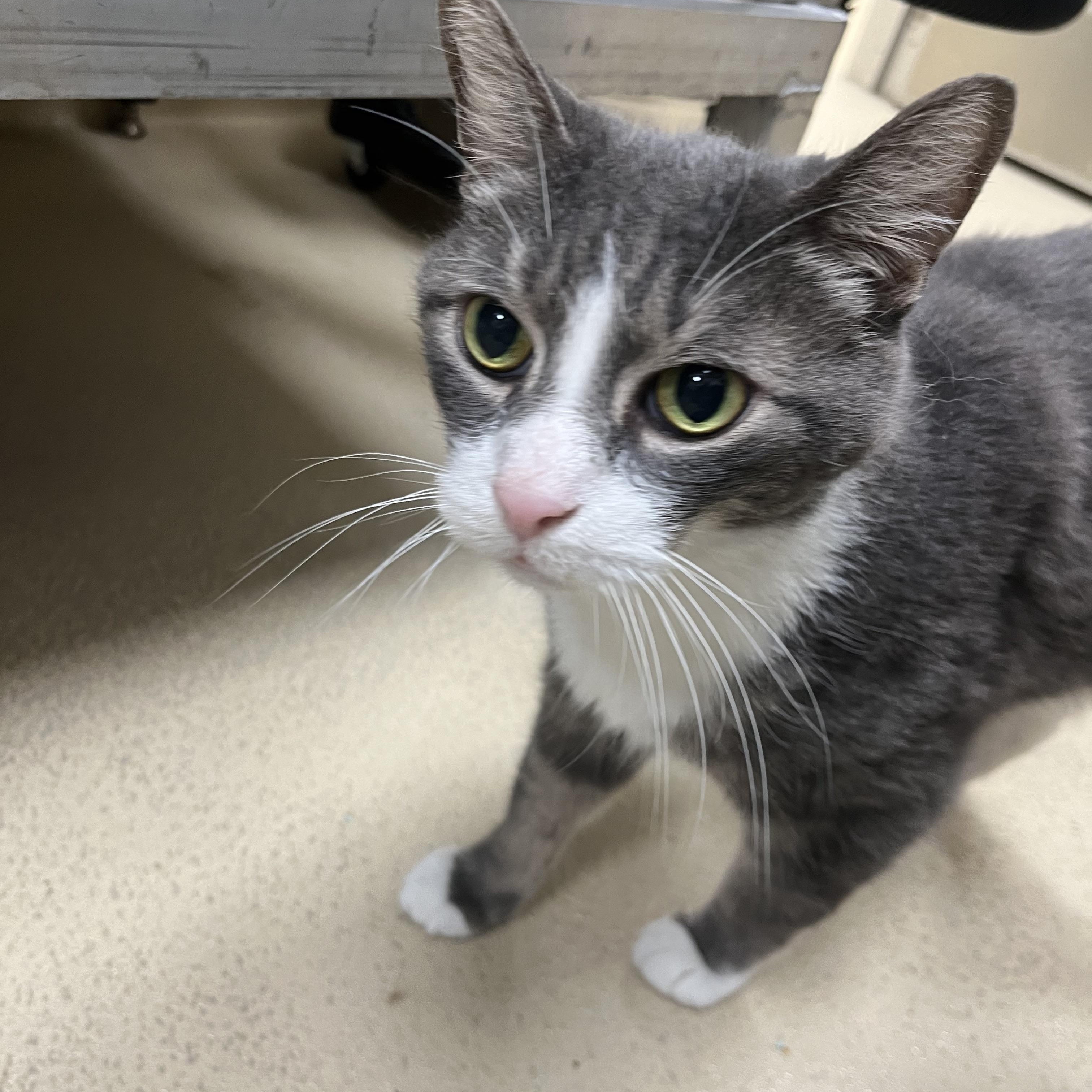 Plum, Adoptable, Senior Male Domestic Short Hair.