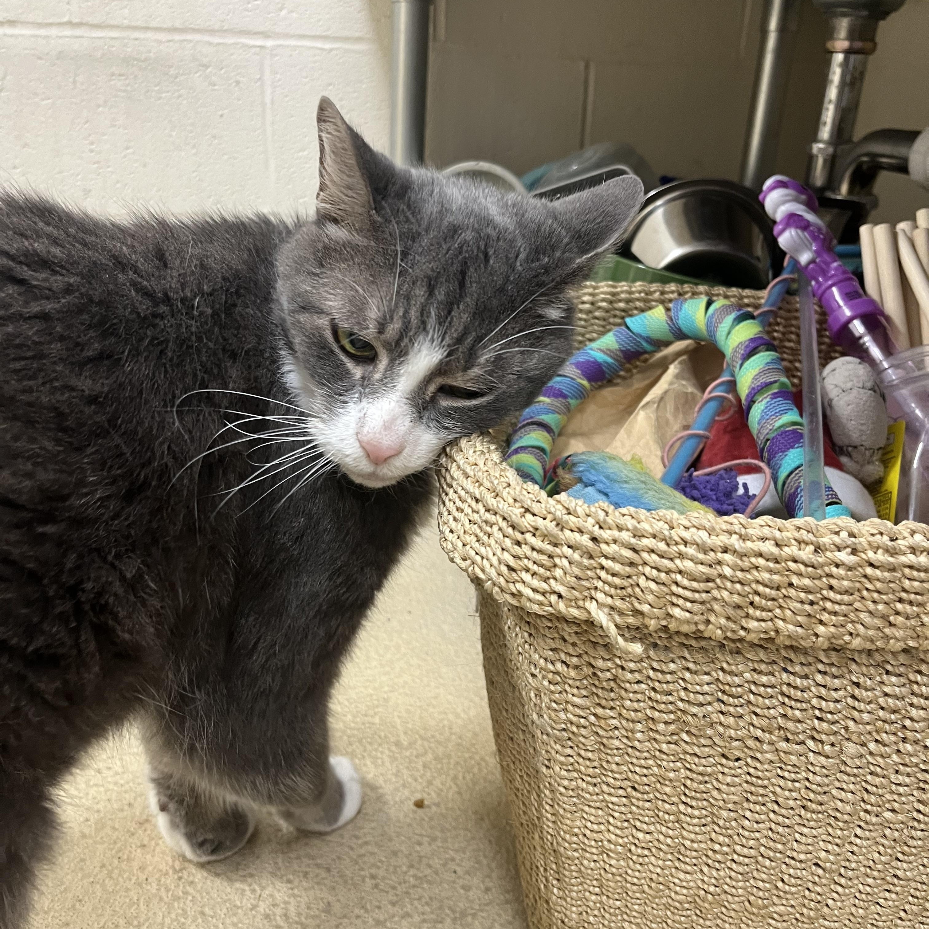 Enlarge Plum, a Adoptable Domestic Short Hair in Greenwich, CT image 3/4