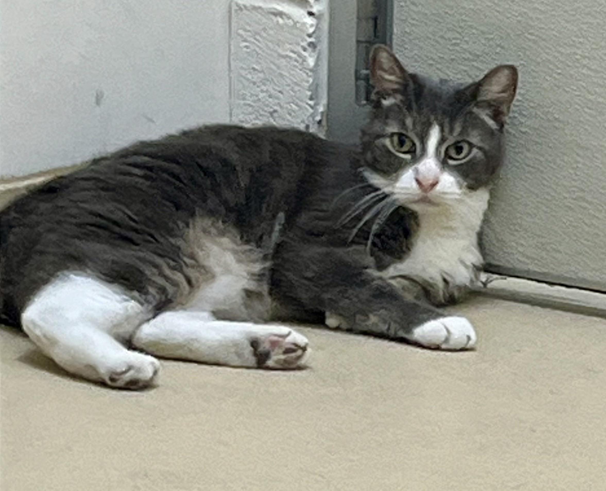 Enlarge Plum, a Adoptable Domestic Short Hair in Greenwich, CT image 2/4