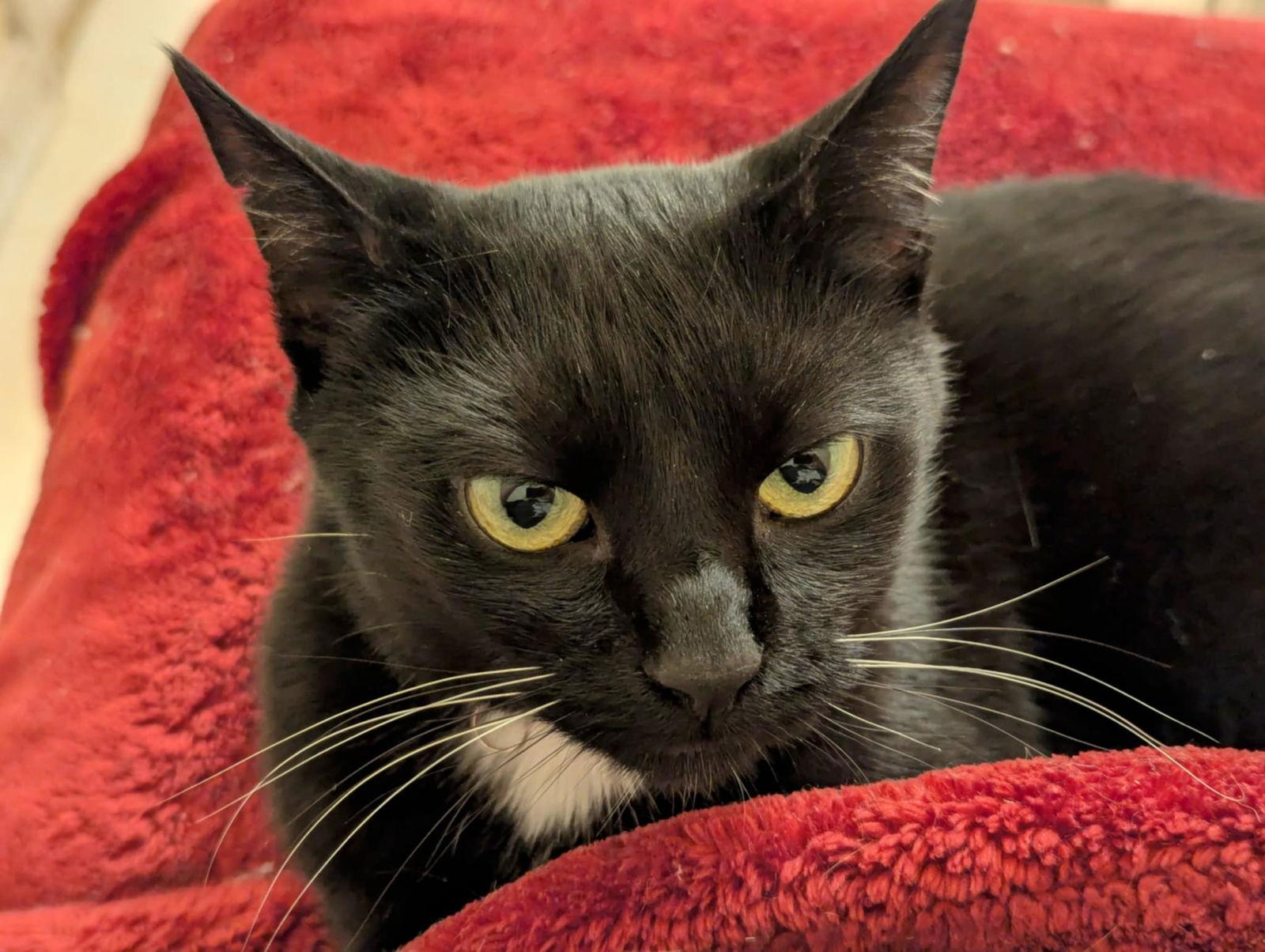 Enlarge Thunderbird ("Birdie"), a Adoptable Domestic Short Hair in Cary, NC image 1/3