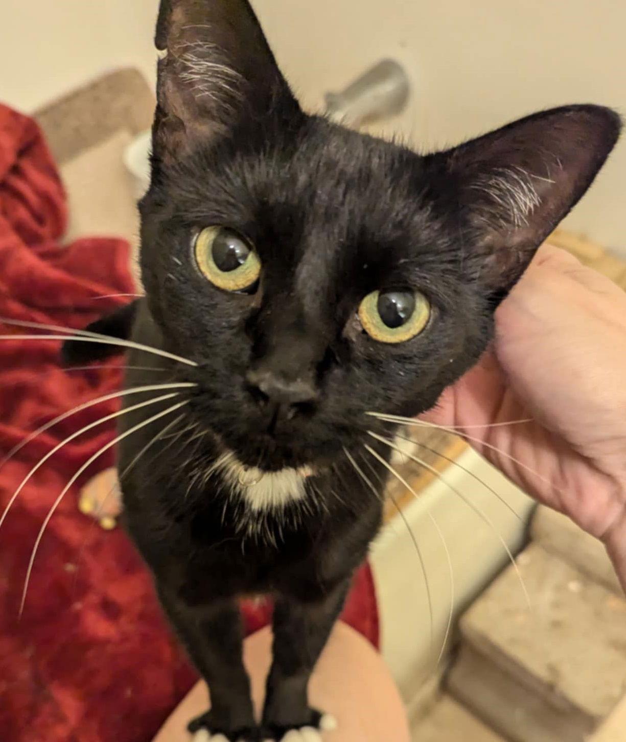 Enlarge Thunderbird ("Birdie"), a Adoptable Domestic Short Hair in Cary, NC image 2/3