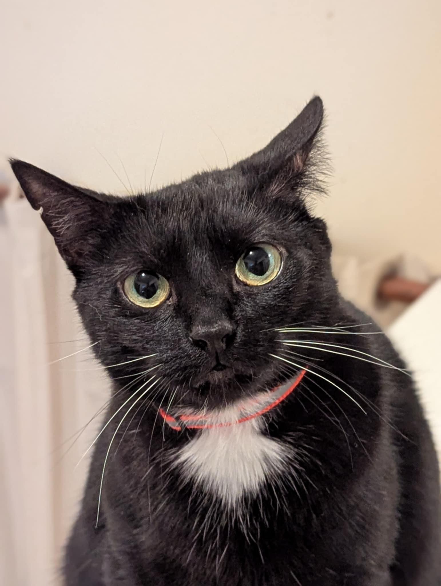 Enlarge Thunderbird ("Birdie"), a Adoptable Domestic Short Hair in Cary, NC image 3/3