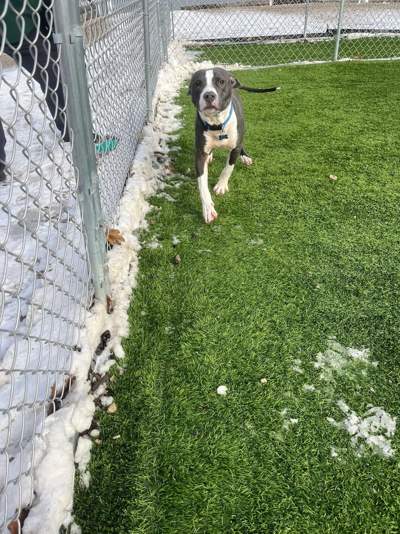 Carson, a Adoptable mixed breed in Cedar Rapids, IA image 5/6