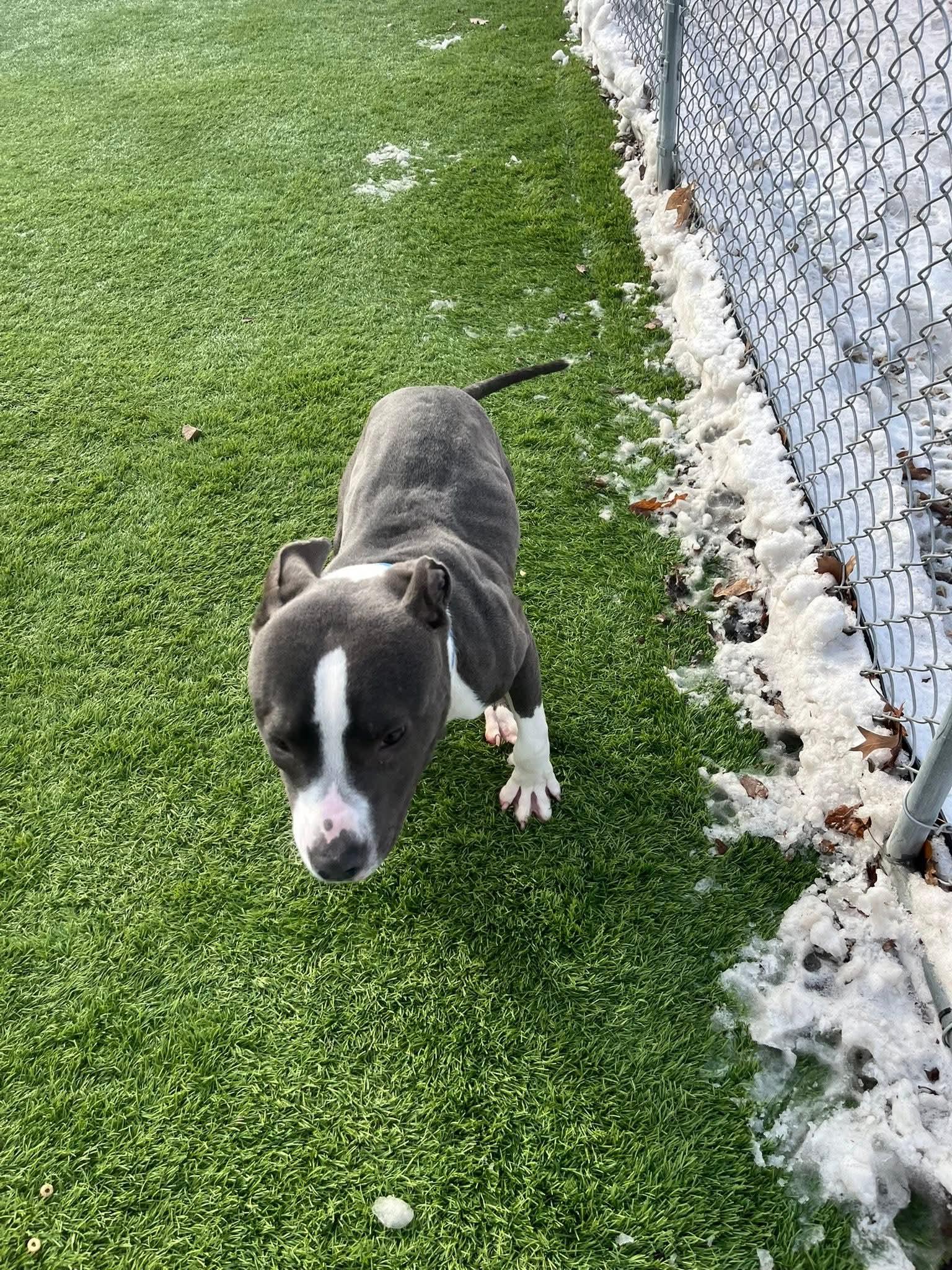 Carson, a Adoptable mixed breed in Cedar Rapids, IA image 3/6