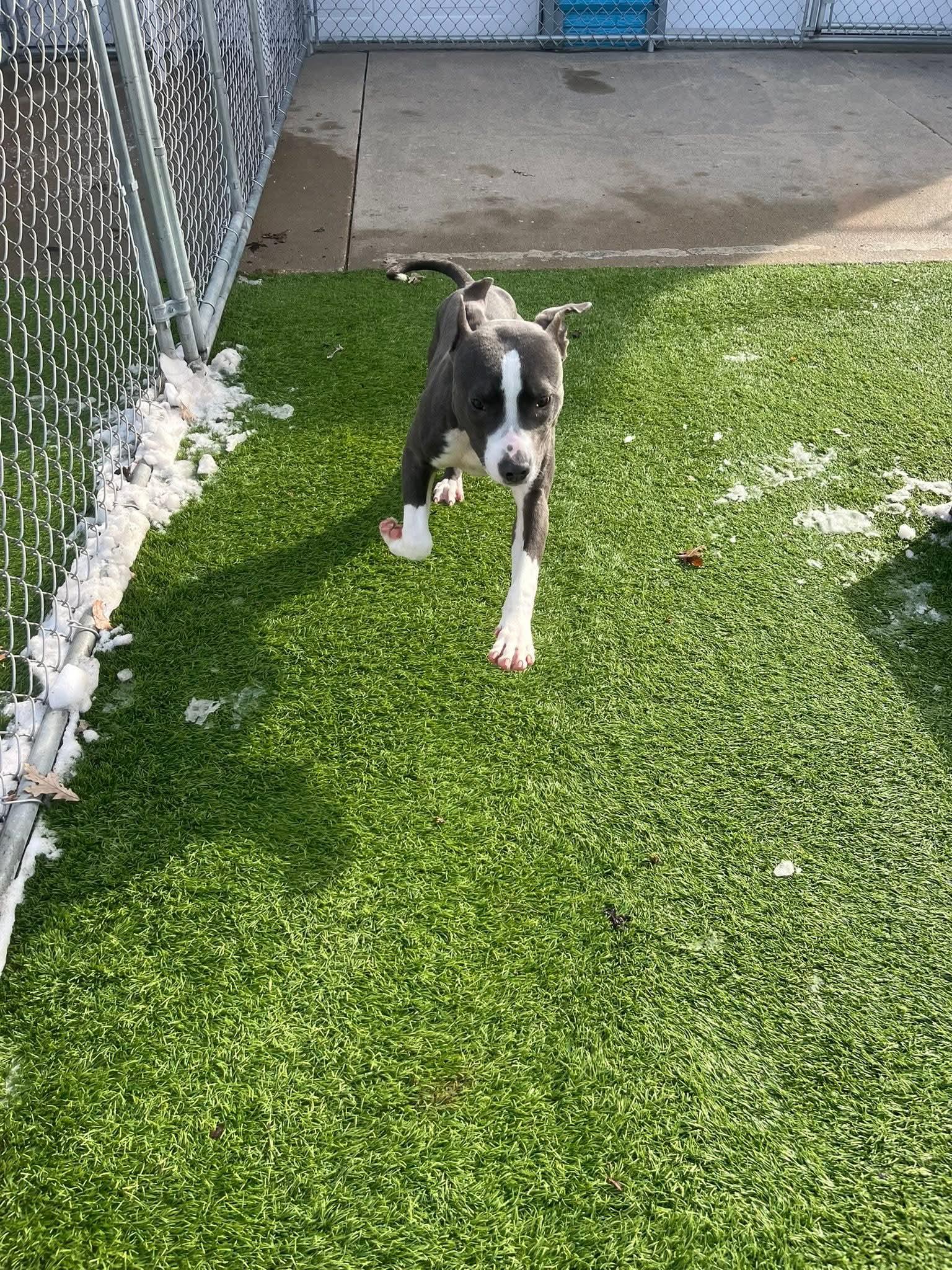 Carson, a Adoptable mixed breed in Cedar Rapids, IA image 4/6