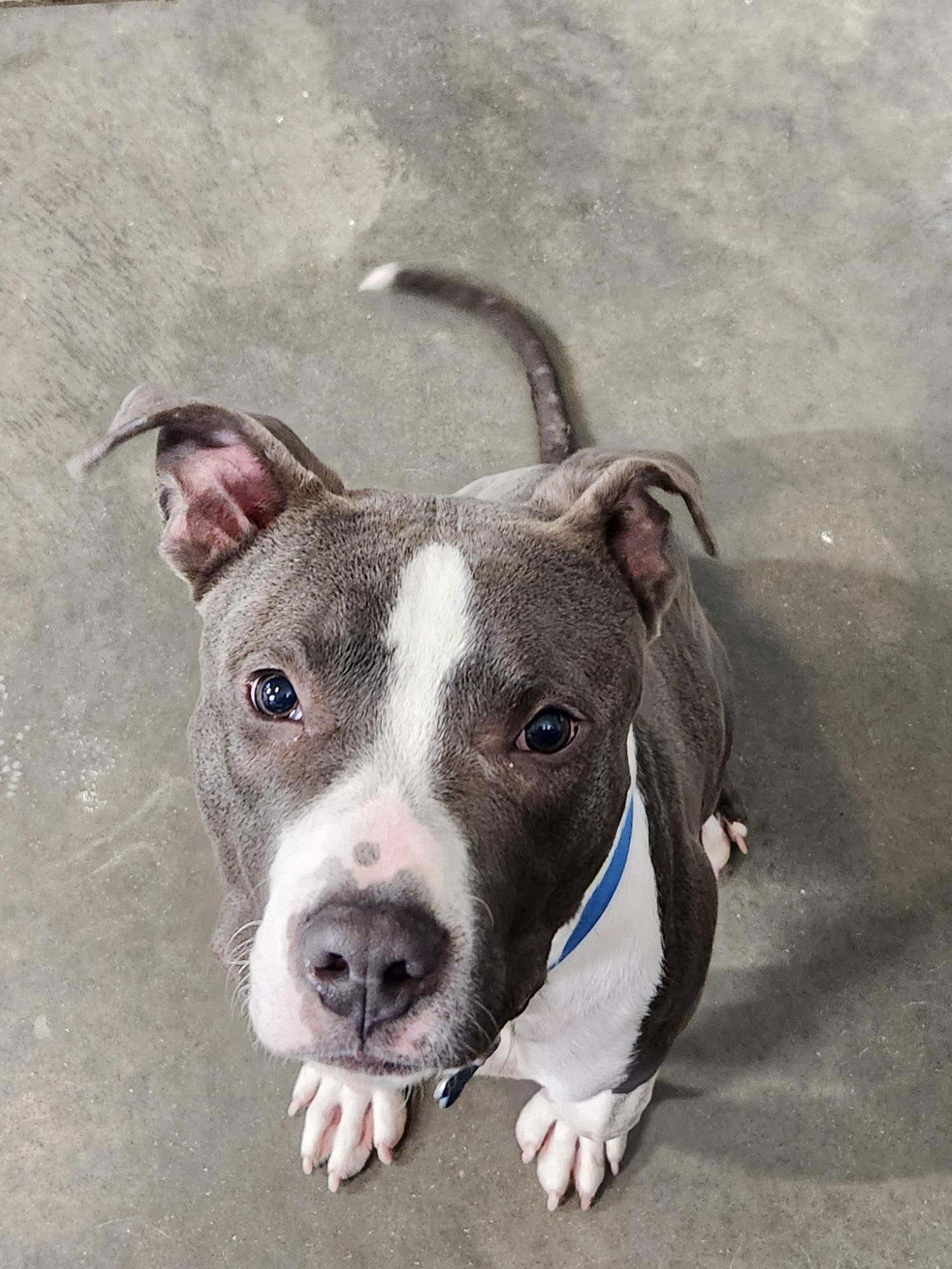 Carson, Adoptable, Puppy Male Pit Bull Terrier.