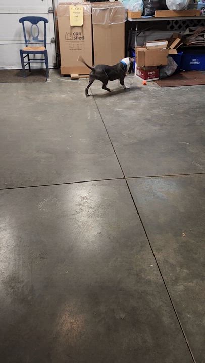 Enlarge Carson, a Adoptable mixed breed in Cedar Rapids, IA video 6/6