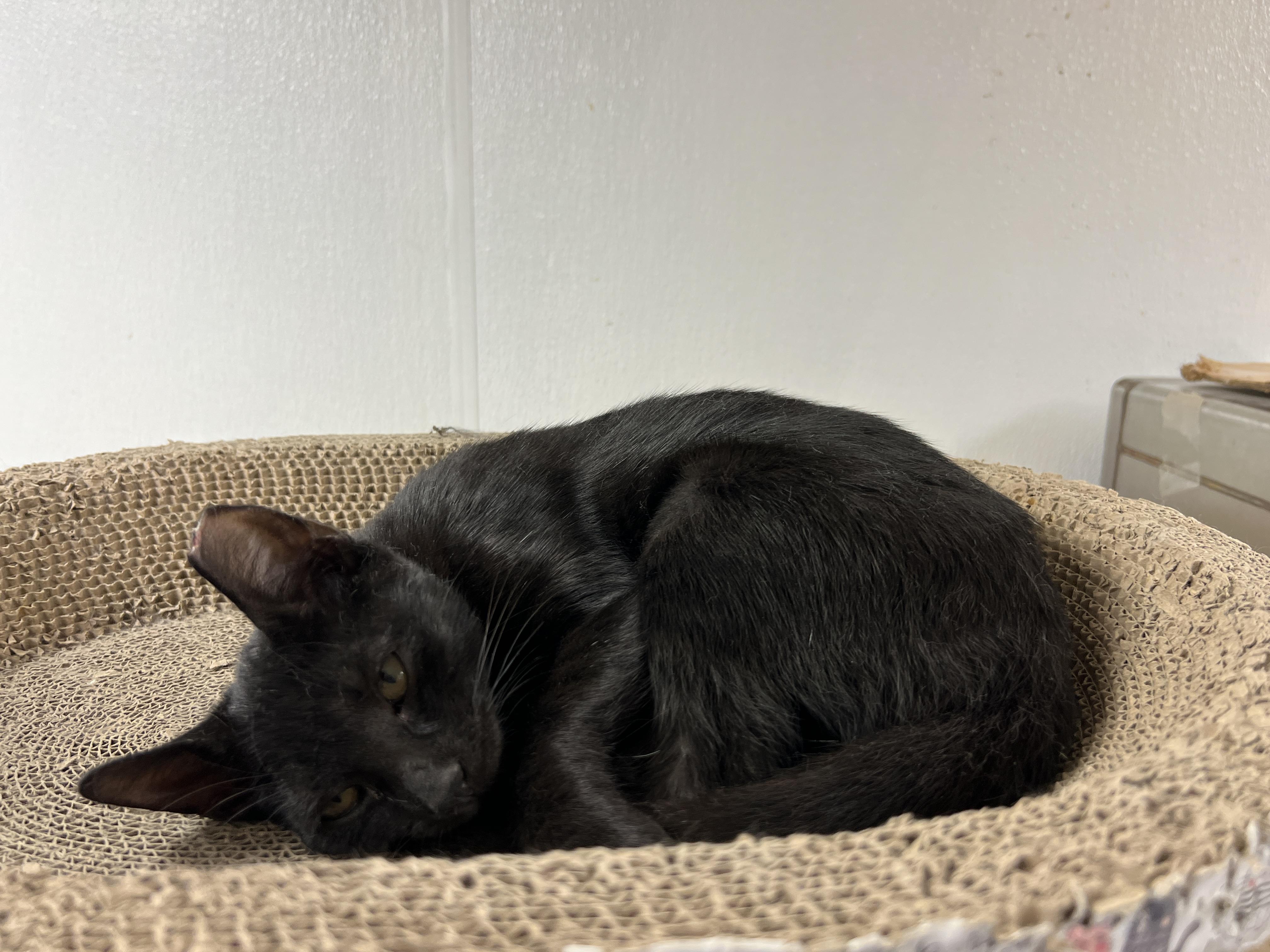 Enlarge Onyx, an adoptable mixed breed in Palmetto, FL image 3/3