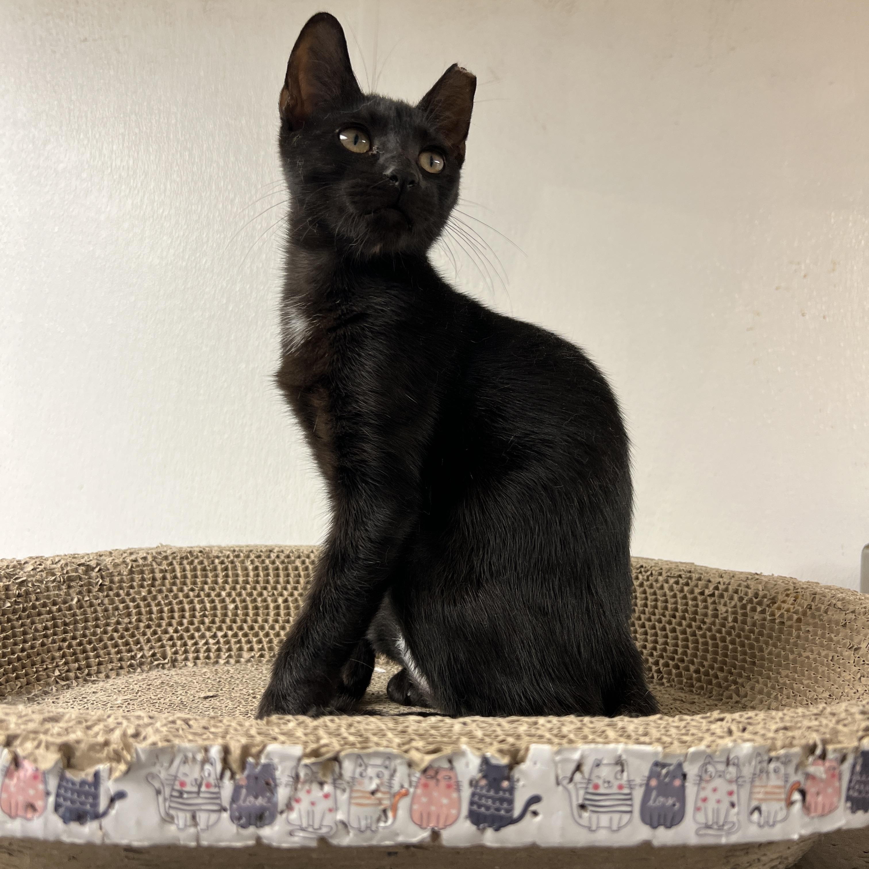 Enlarge Onyx, an adoptable mixed breed in Palmetto, FL image 1/3