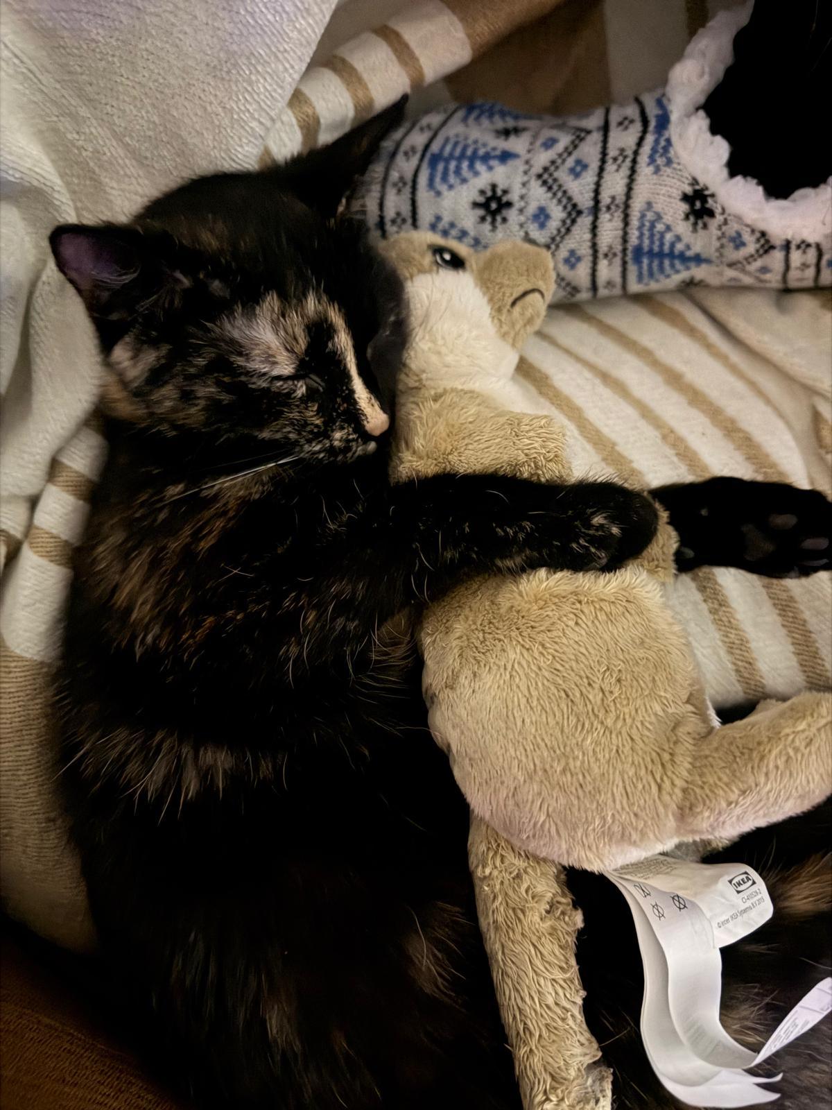 Enlarge Pepe (bonded with Bella), a ADOPTABLE Domestic Short Hair in Pickering, ON image 2/4