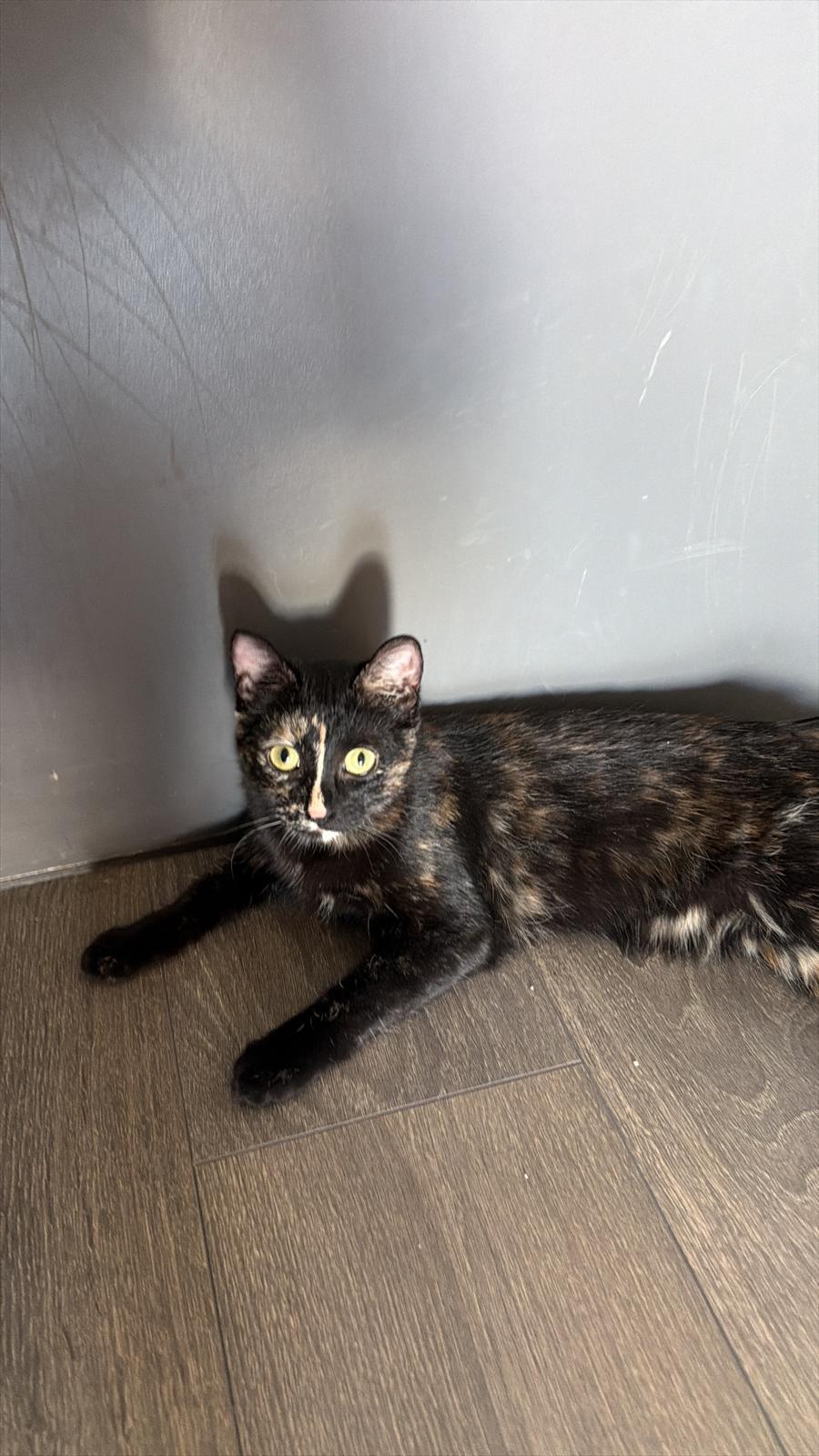 Enlarge Pepe (bonded with Bella), a ADOPTABLE Domestic Short Hair in Pickering, ON image 1/4