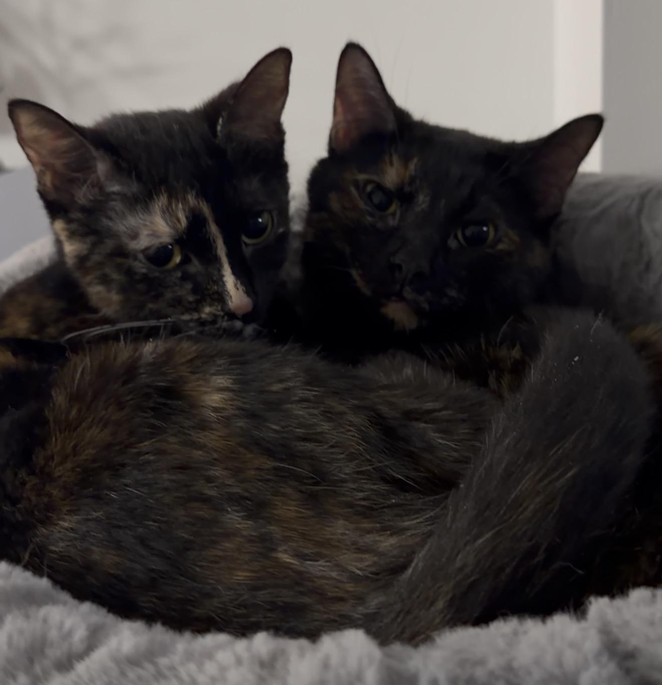 Enlarge Pepe (bonded with Bella), a ADOPTABLE Domestic Short Hair in Pickering, ON image 3/4