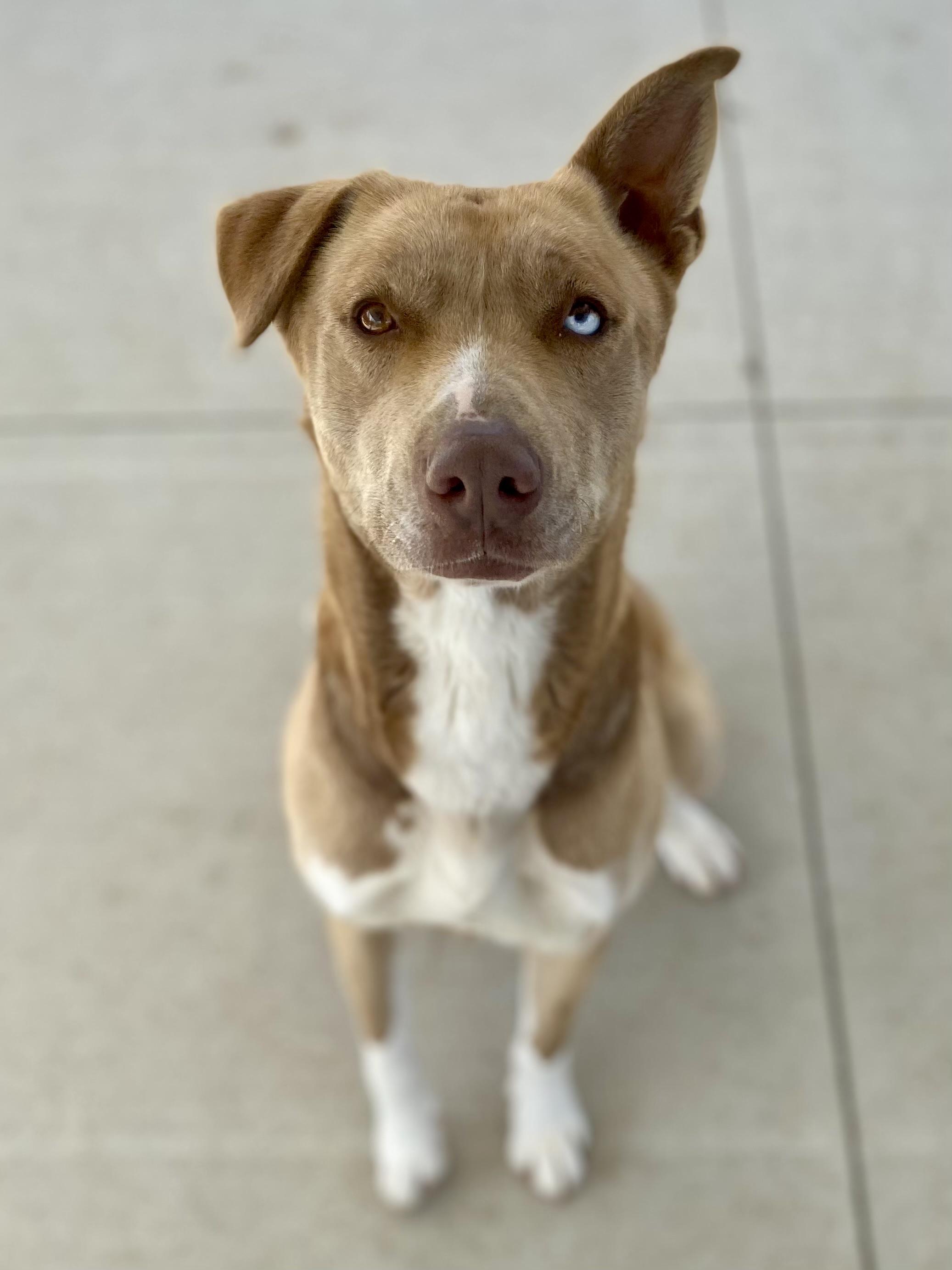 Enlarge Honey, a ADOPTABLE mixed breed in Franklin, KY image 1/6