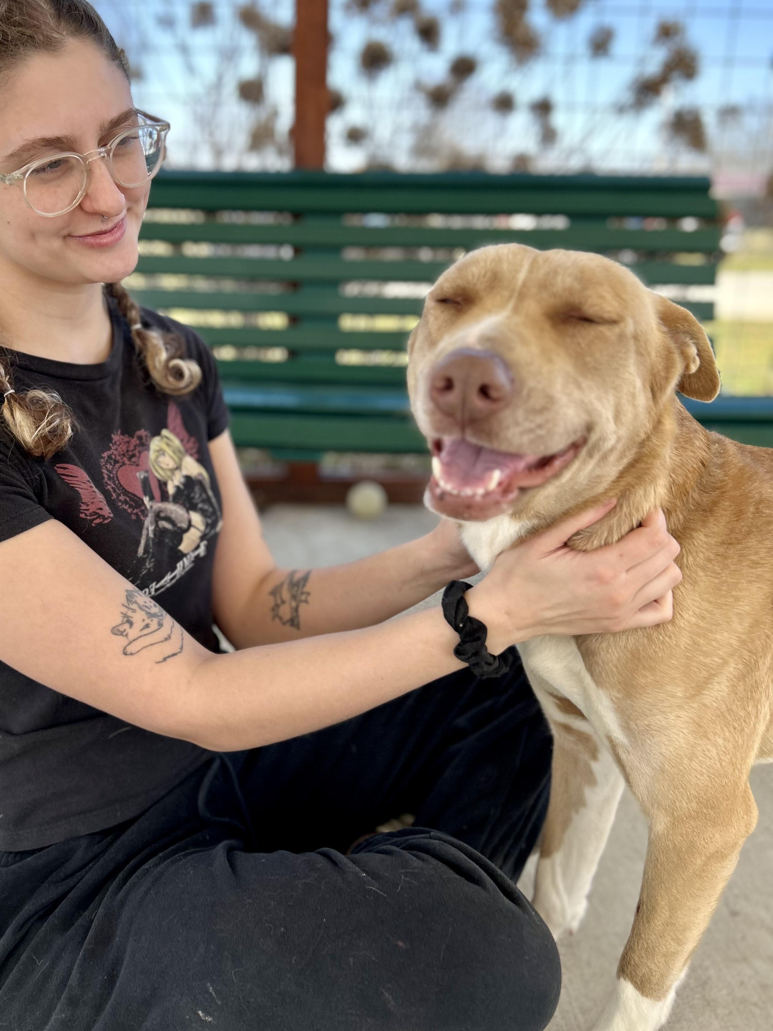 Enlarge Honey, a ADOPTABLE mixed breed in Franklin, KY image 6/6