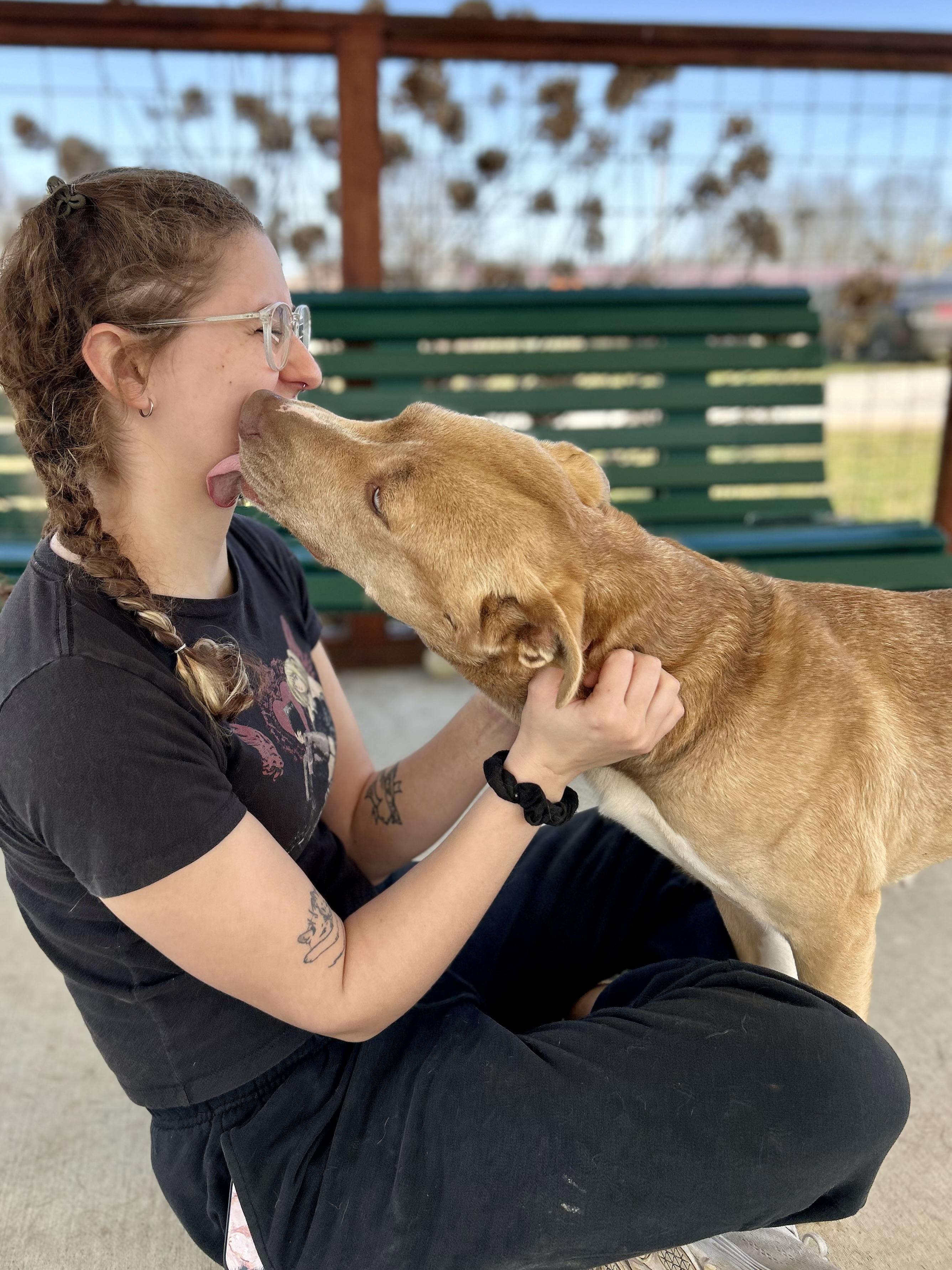 Enlarge Honey, a ADOPTABLE mixed breed in Franklin, KY image 4/6