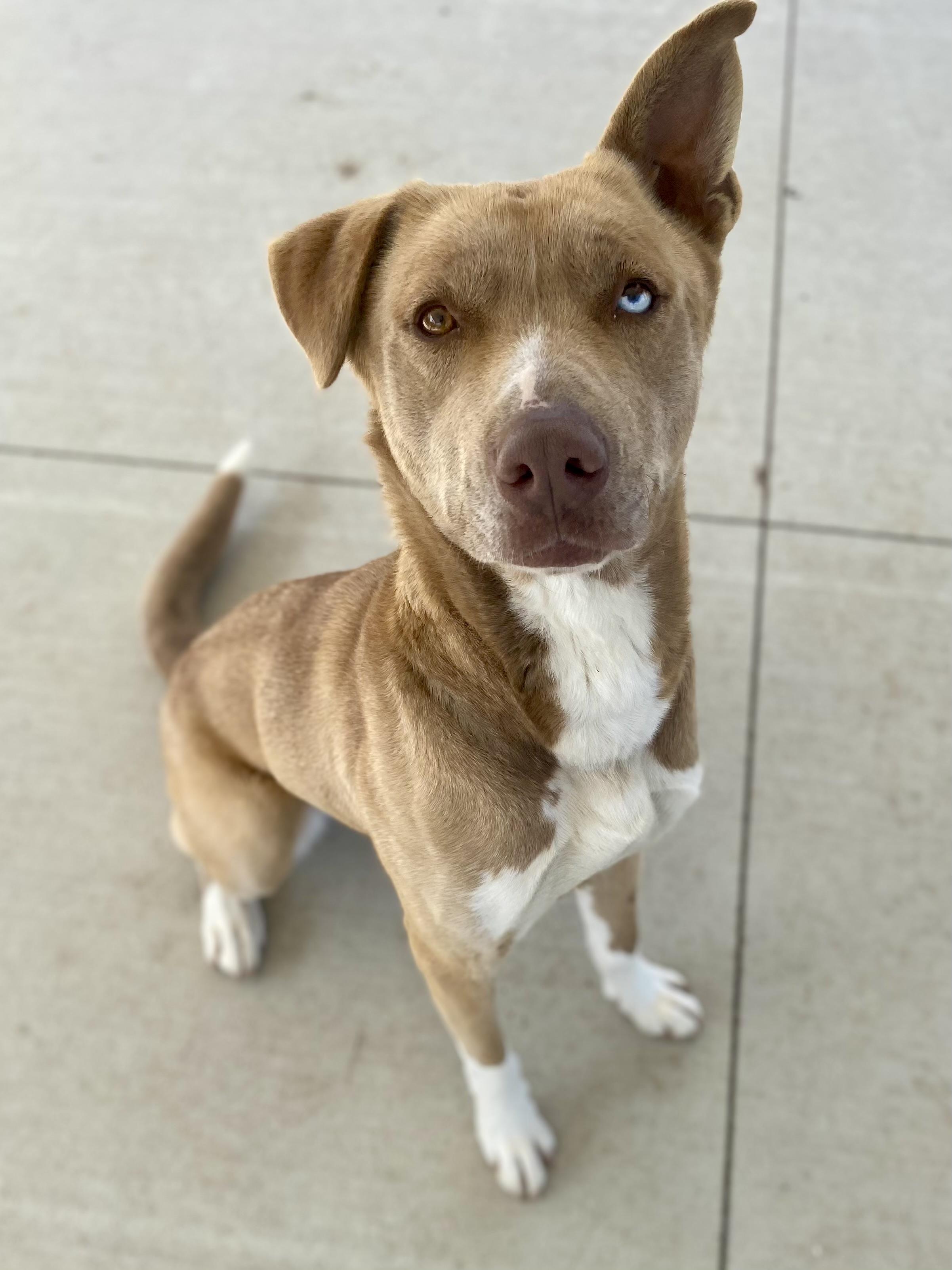 Enlarge Honey, a ADOPTABLE mixed breed in Franklin, KY image 3/6