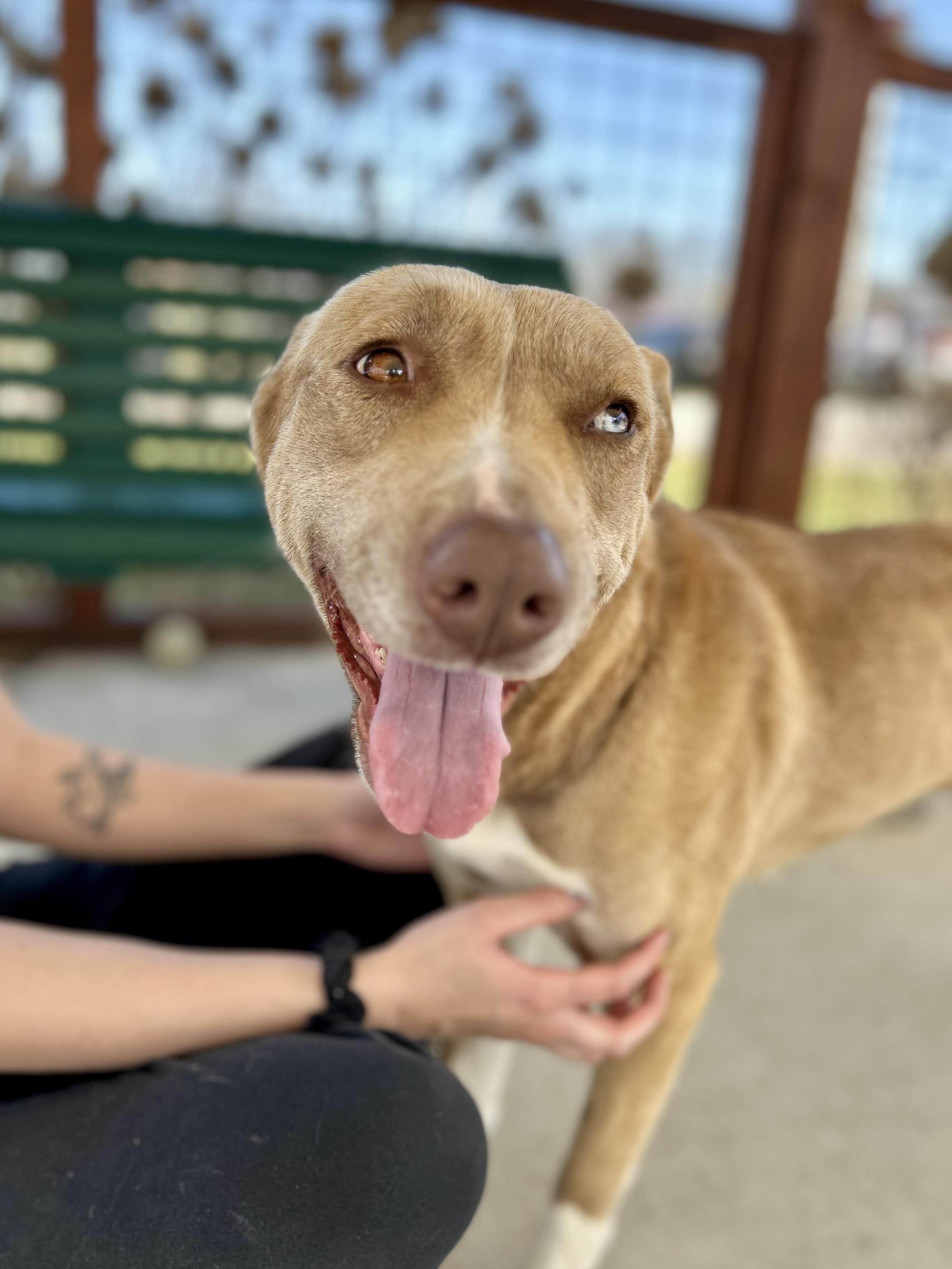 Enlarge Honey, a ADOPTABLE mixed breed in Franklin, KY image 5/6