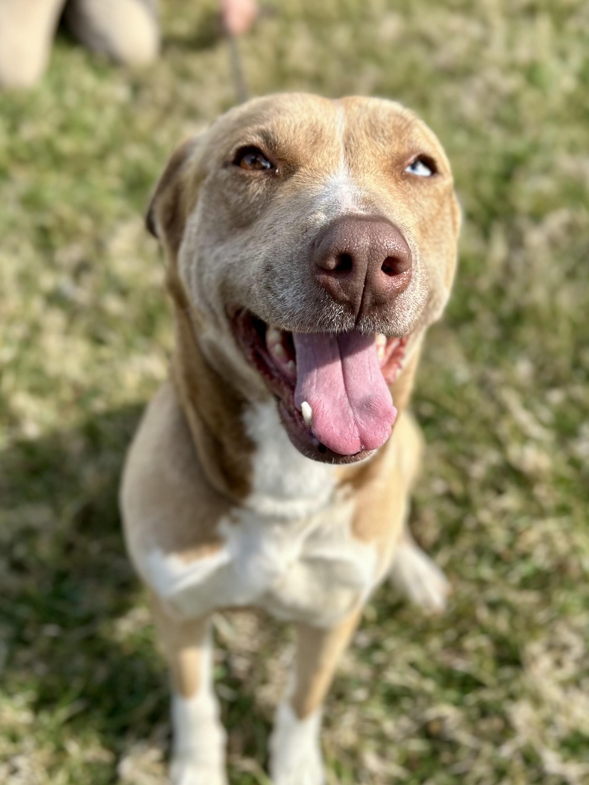 Enlarge Honey, a ADOPTABLE mixed breed in Franklin, KY image 2/6