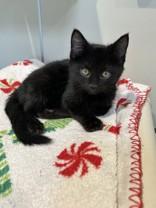 Orenda, an adoptable Bombay in Hamilton, MT, 59840 | Photo Image 1