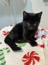 Orenda, an adoptable Bombay in Hamilton, MT, 59840 | Photo Image 2