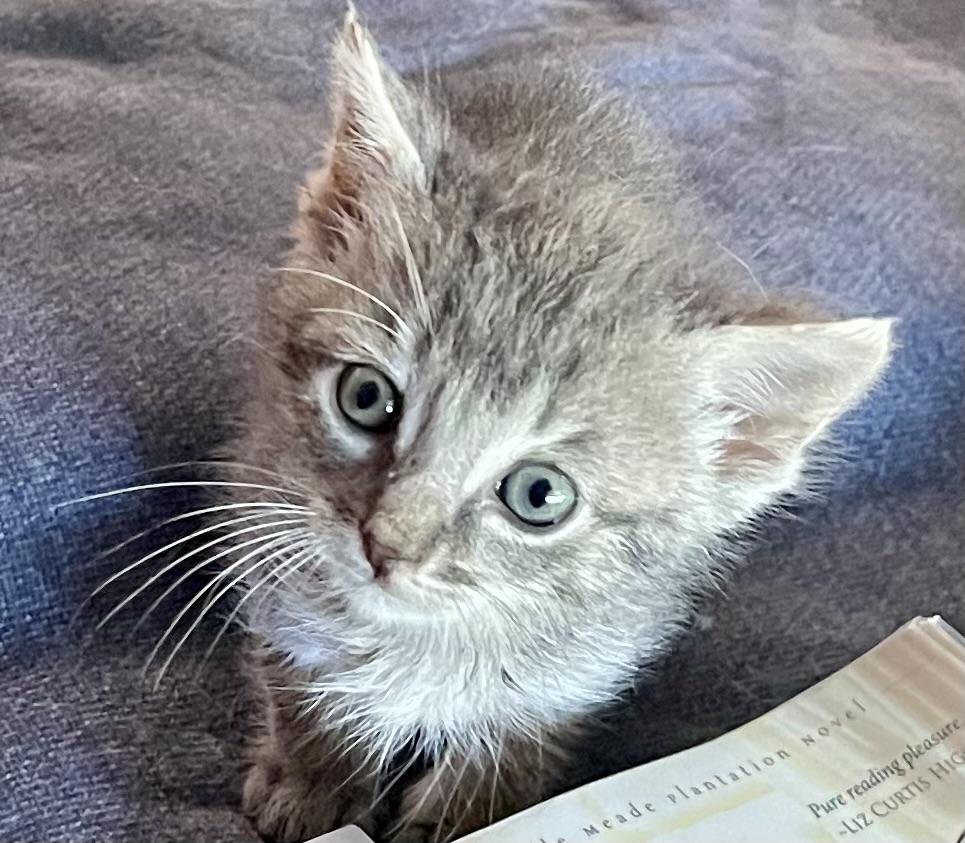 Enlarge Dusty, a Adopted Domestic Short Hair in Belvidere, IL image 1/1