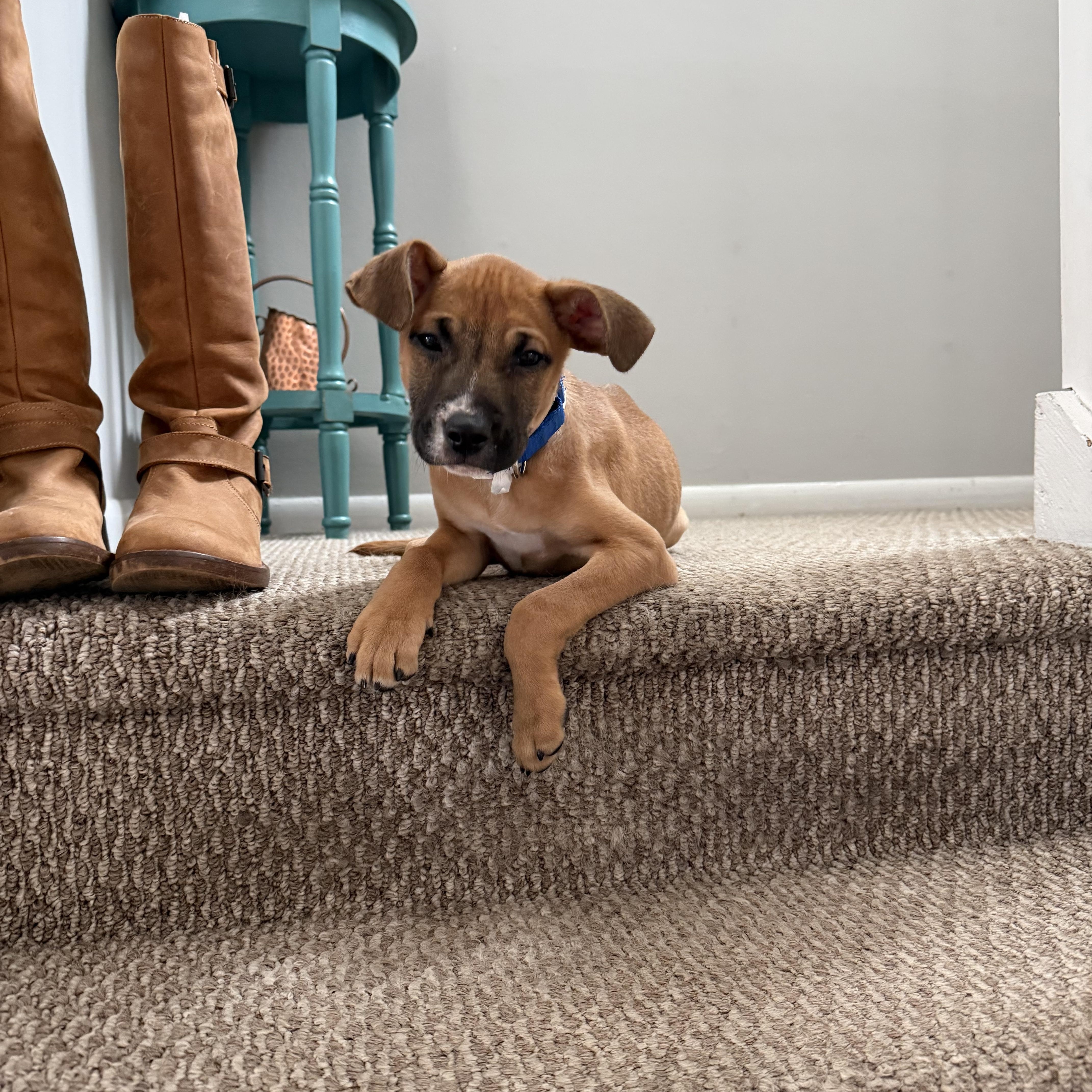 Enlarge Cody, an adopted mixed breed in Watertown, CT image 2/6