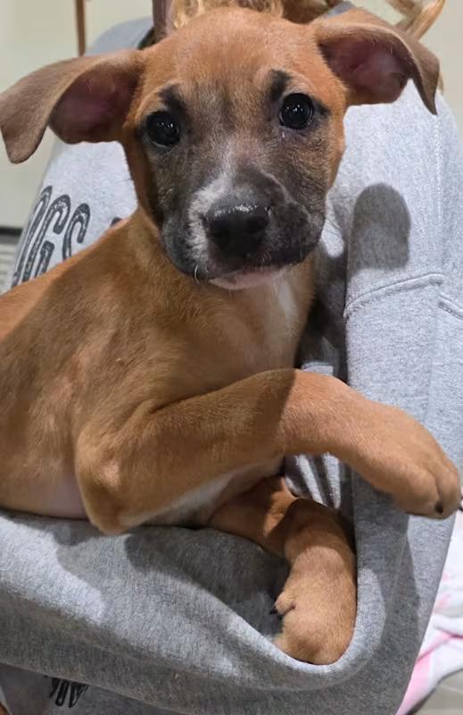 Enlarge Cody, an adopted mixed breed in Watertown, CT image 5/6