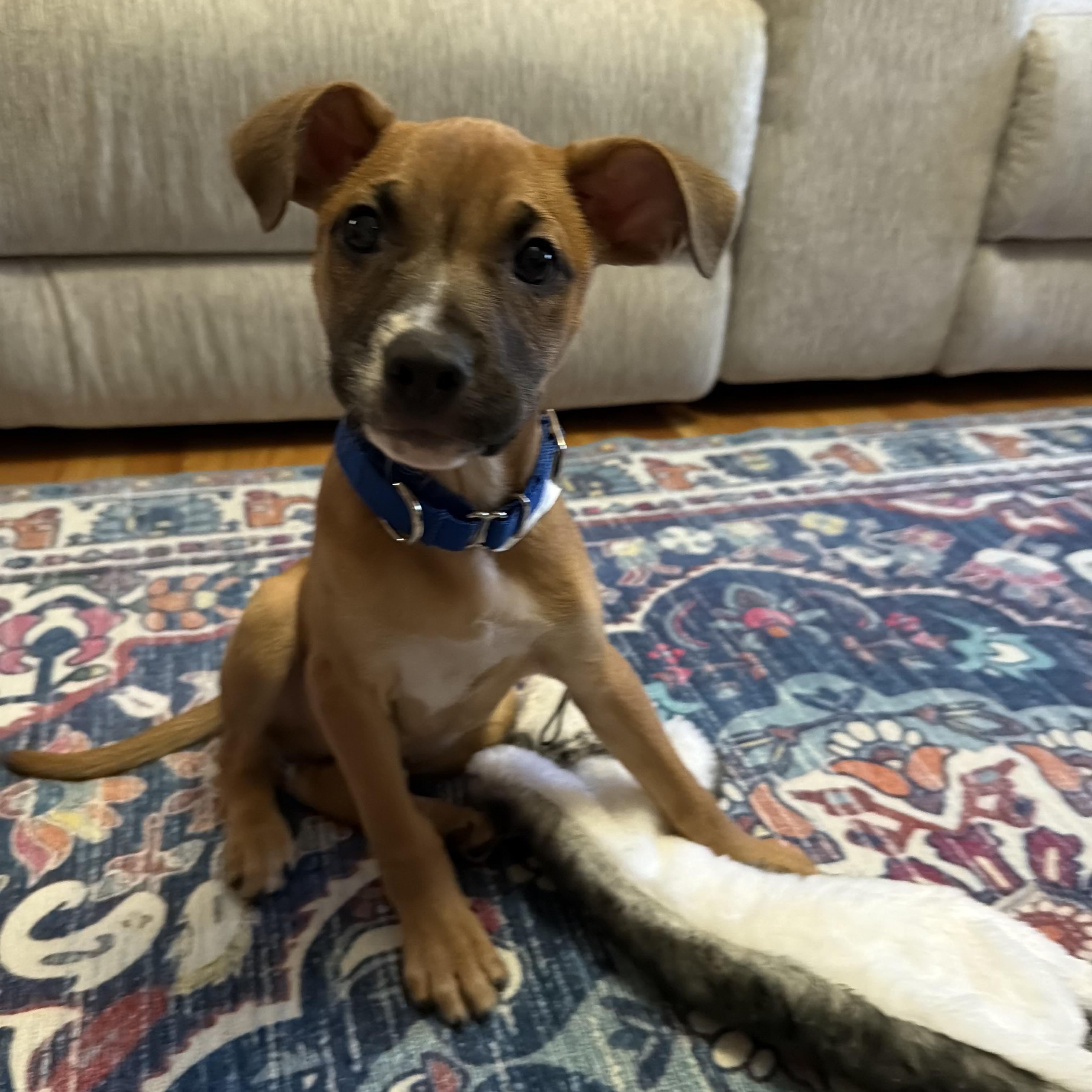 Enlarge Cody, an adopted mixed breed in Watertown, CT image 1/6