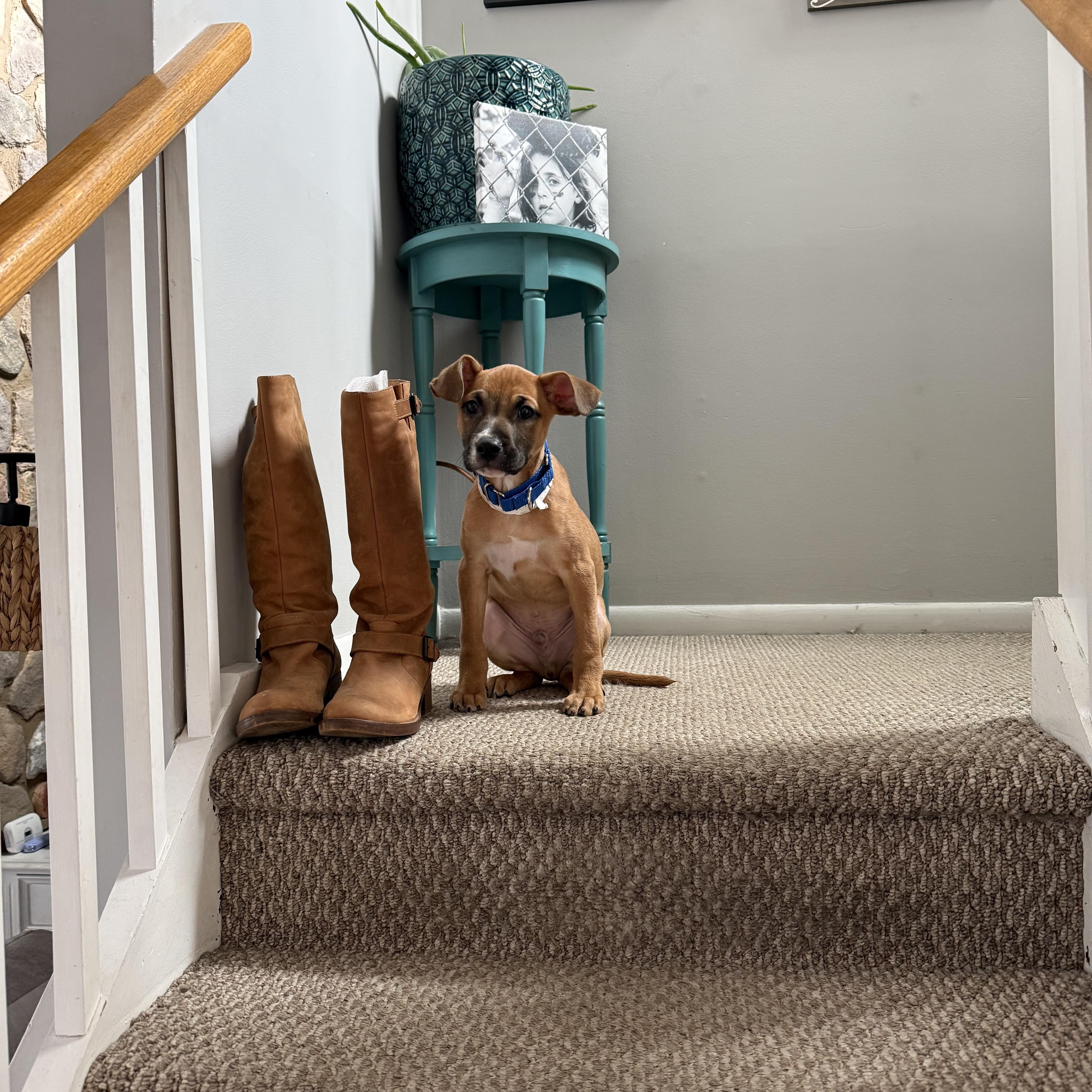 Enlarge Cody, an adopted mixed breed in Watertown, CT image 3/6