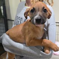 Enlarge Cody, an adopted mixed breed in Watertown, CT image 6/6