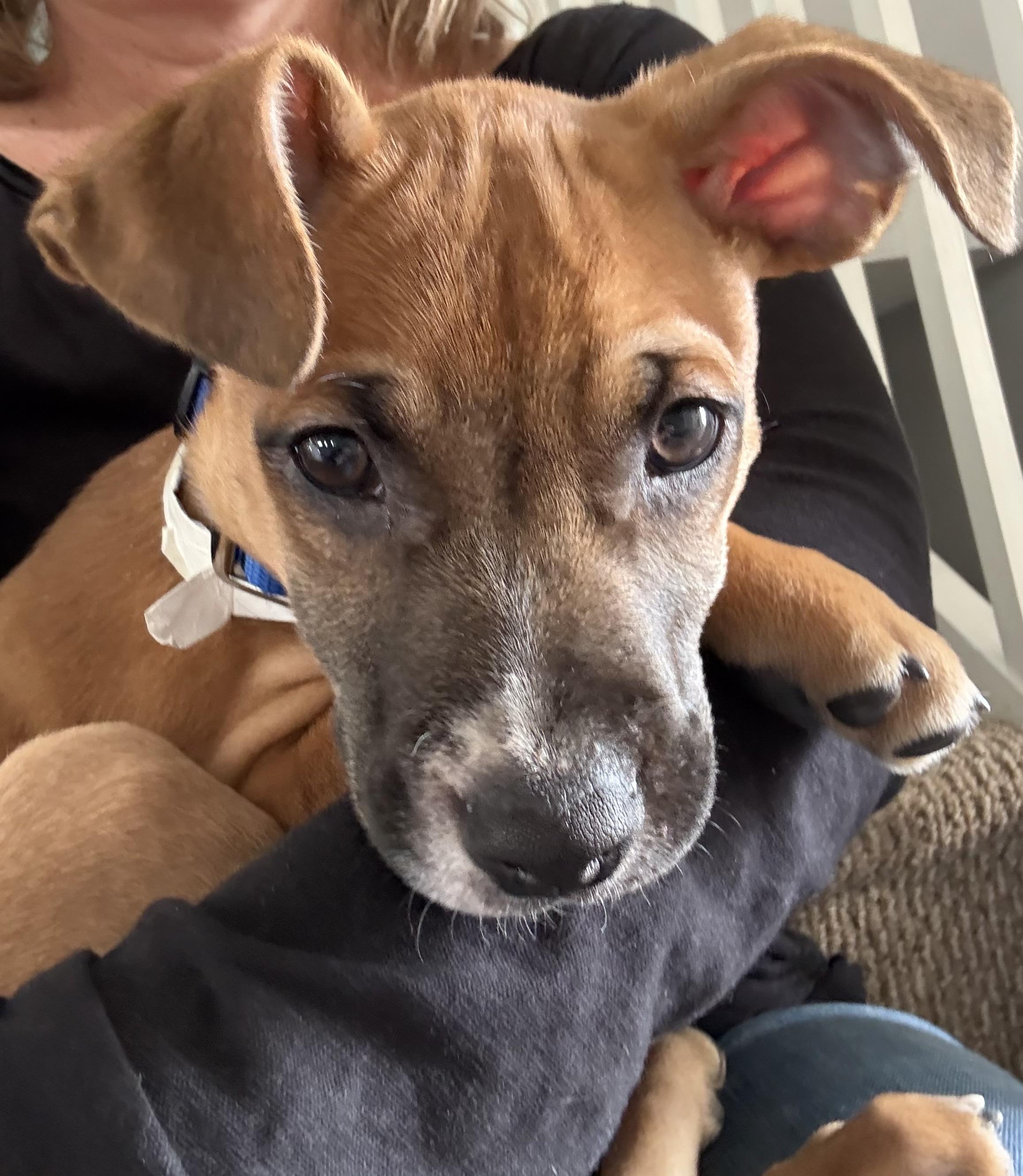 Enlarge Cody, an adopted mixed breed in Watertown, CT image 4/6