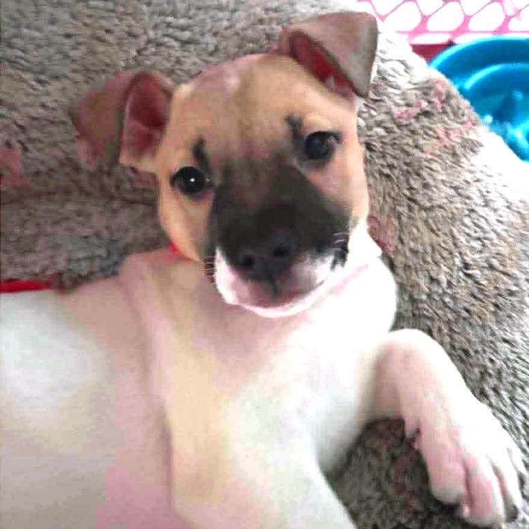 Callie, Adoptable, Puppy Female Pit Bull Terrier & Mixed Breed.