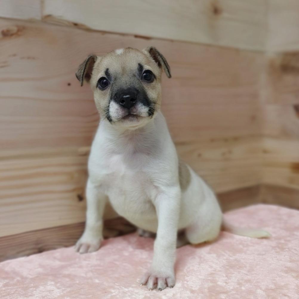 Callie, a Adoptable mixed breed in Griswold, CT image 2/4