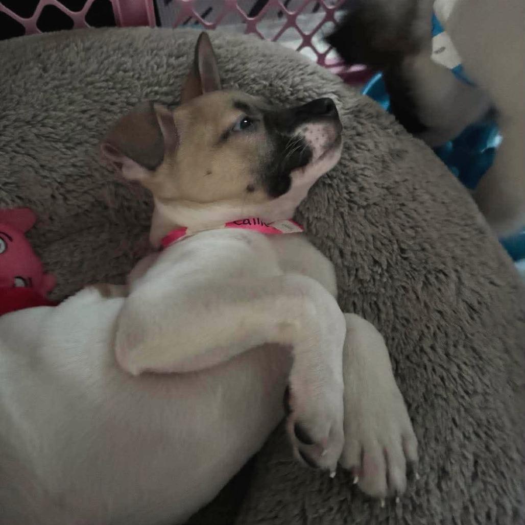 Callie, a Adoptable mixed breed in Griswold, CT image 3/4