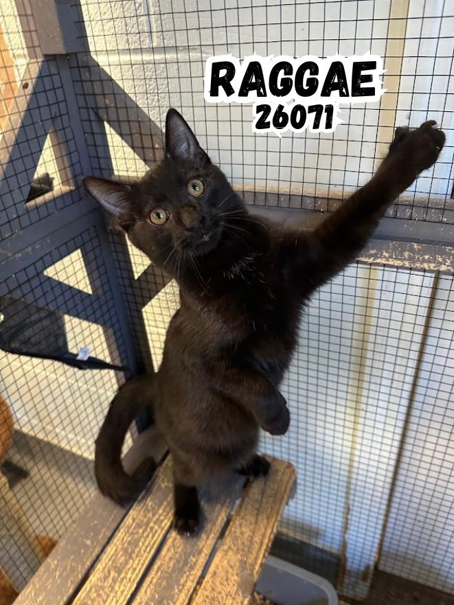 Enlarge Raggae, a Adoptable mixed breed in Oak Ridge, TN image 1/2