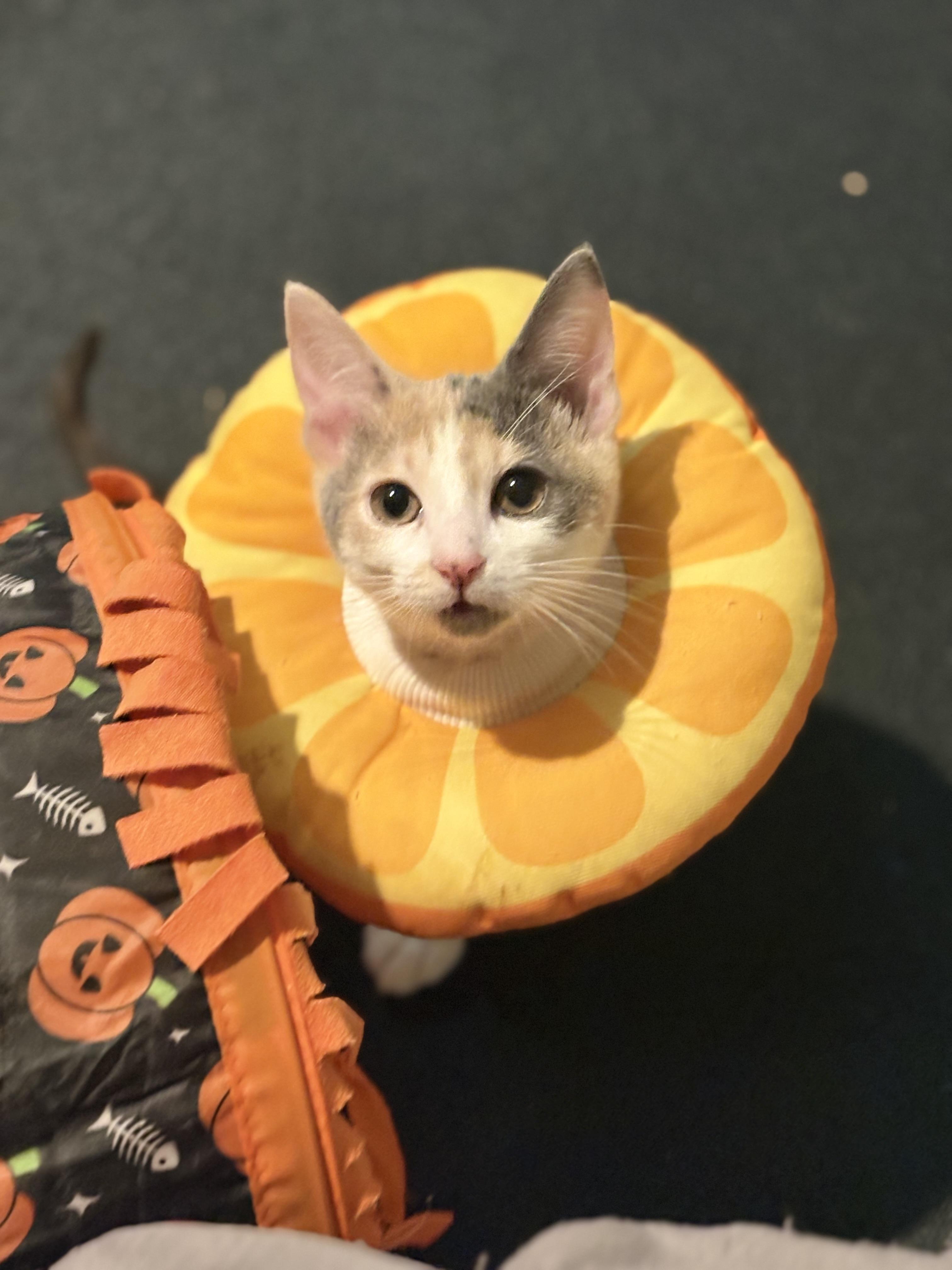 Enlarge Judy, a Adopted Dilute Calico in Woodinville, WA image 2/6