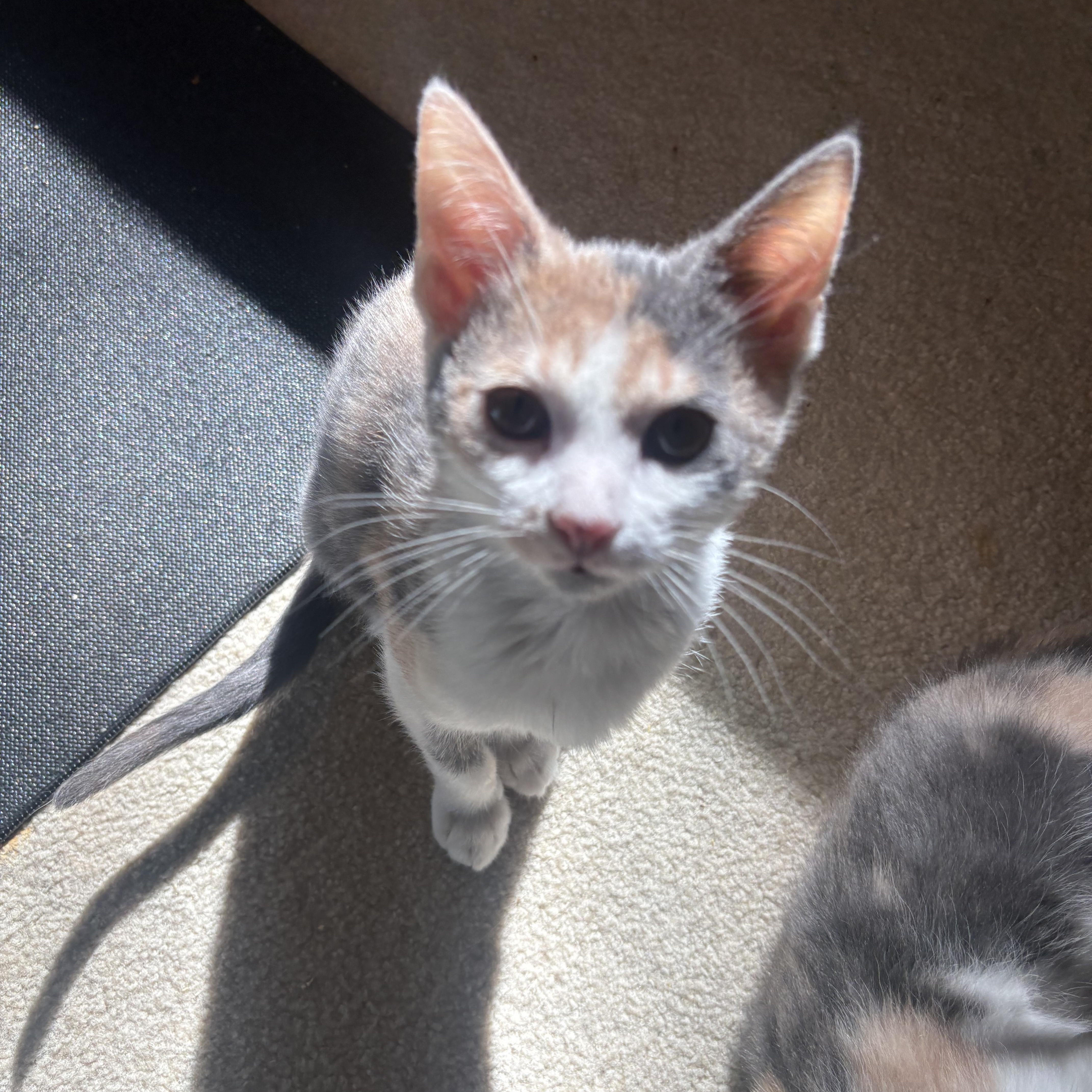 Judy, Adopted, Kitten Female Dilute Calico.