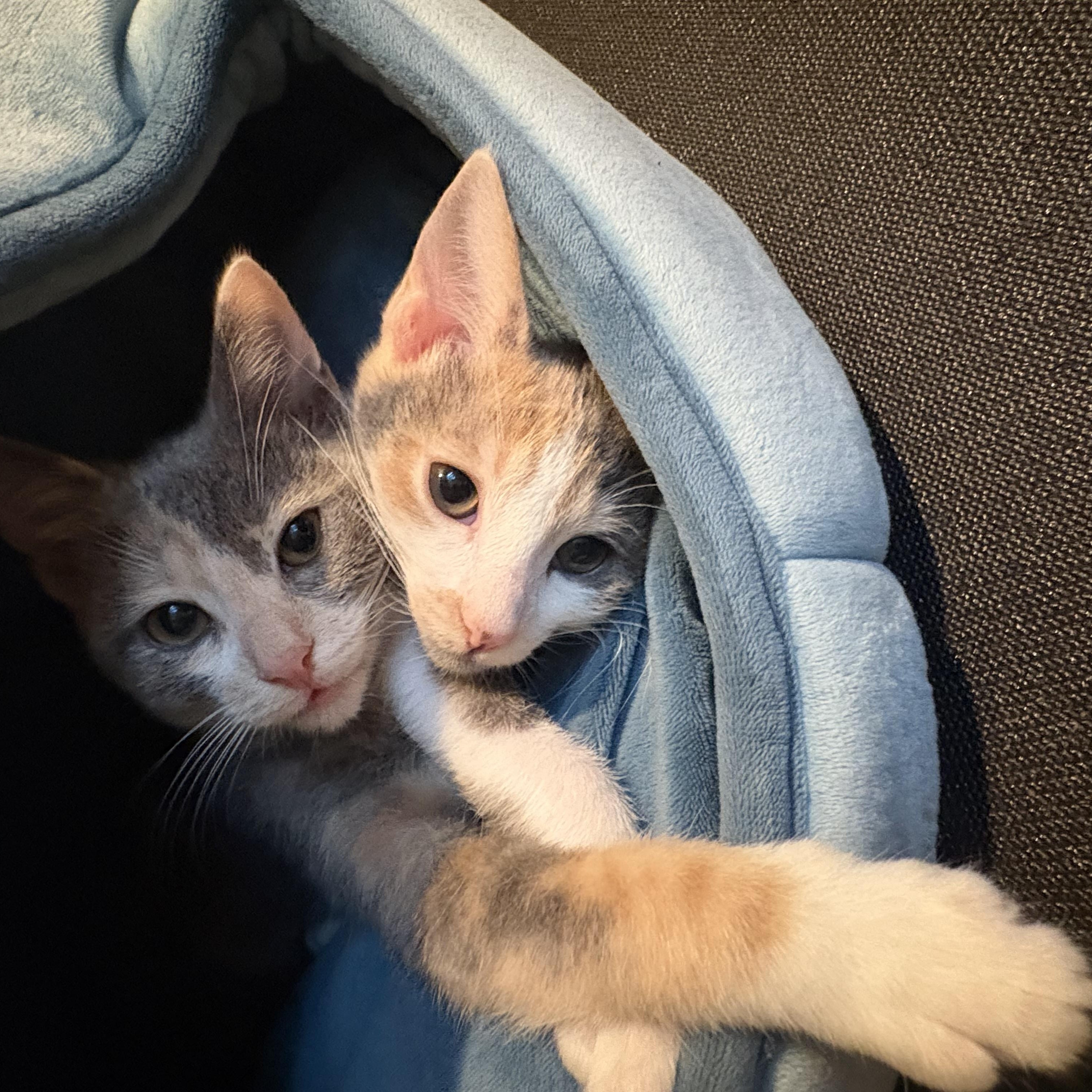 Enlarge Judy, a Adopted Dilute Calico in Woodinville, WA image 5/6