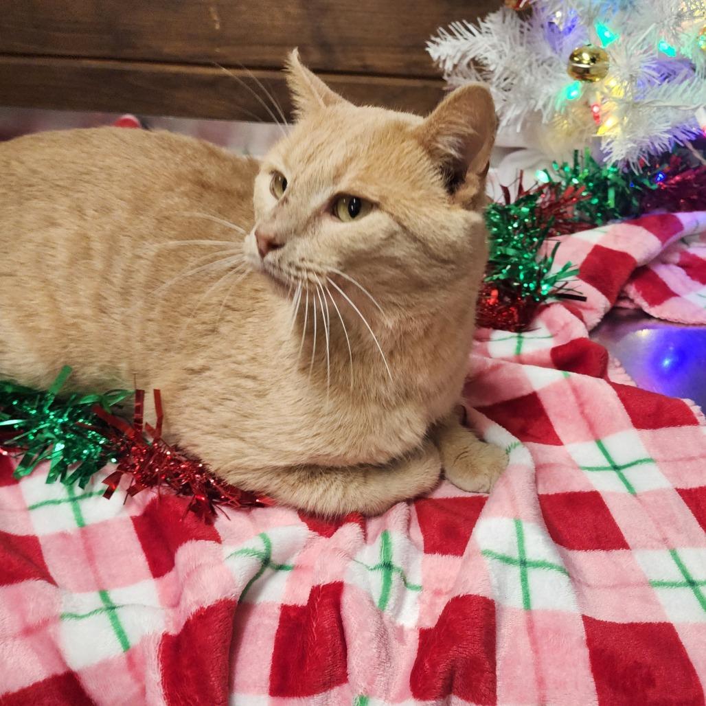 Jag, Adoptable, Adult Male Domestic Short Hair.